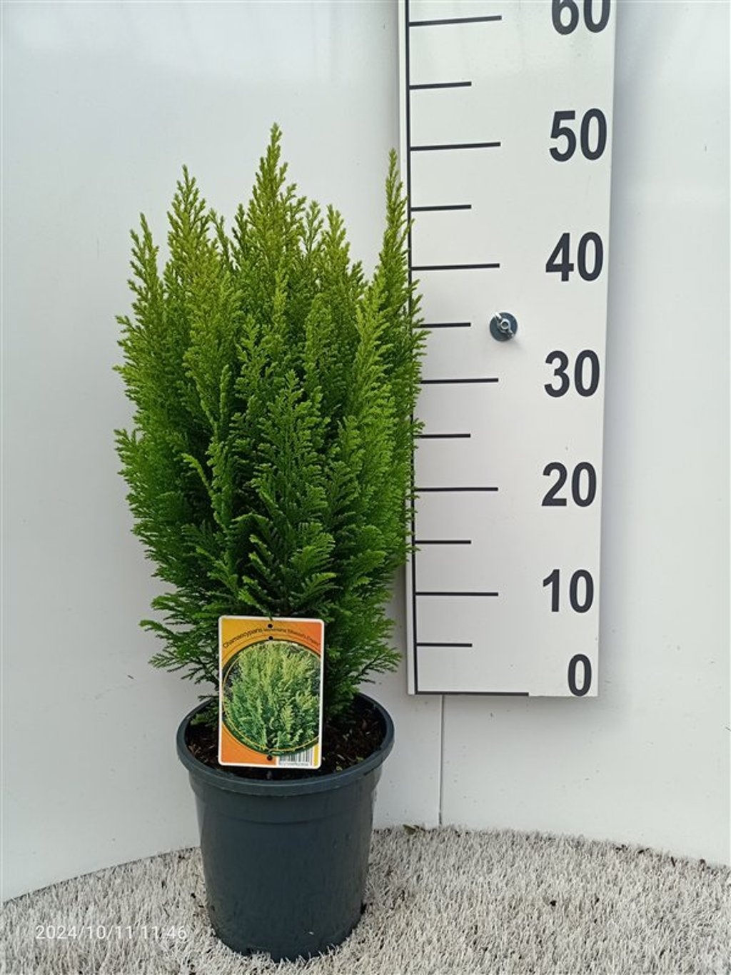 Chamaecyparis l. 'Ellw. Empire', D 19