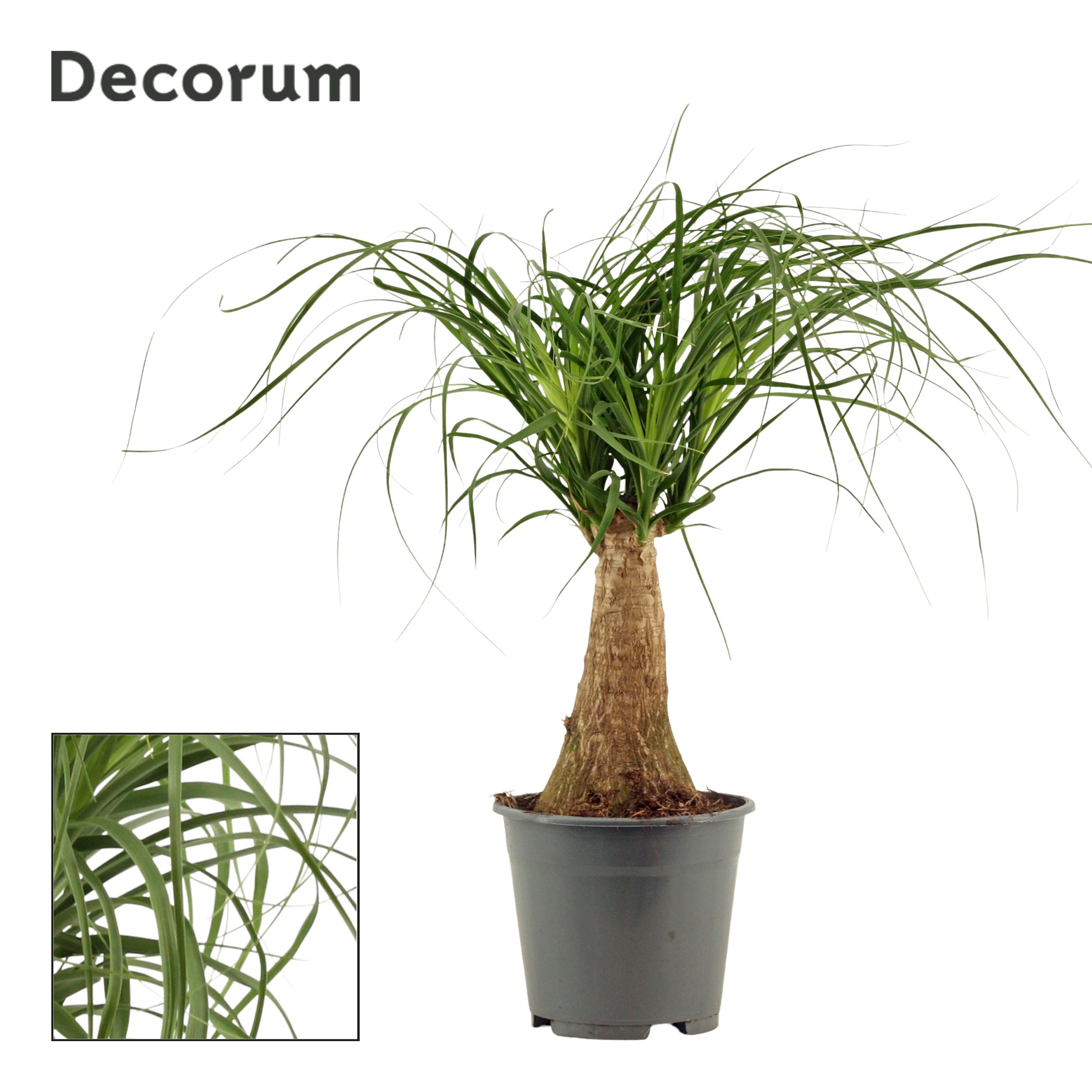 Beaucarnea Recht 14 cm (Decorum), D 14