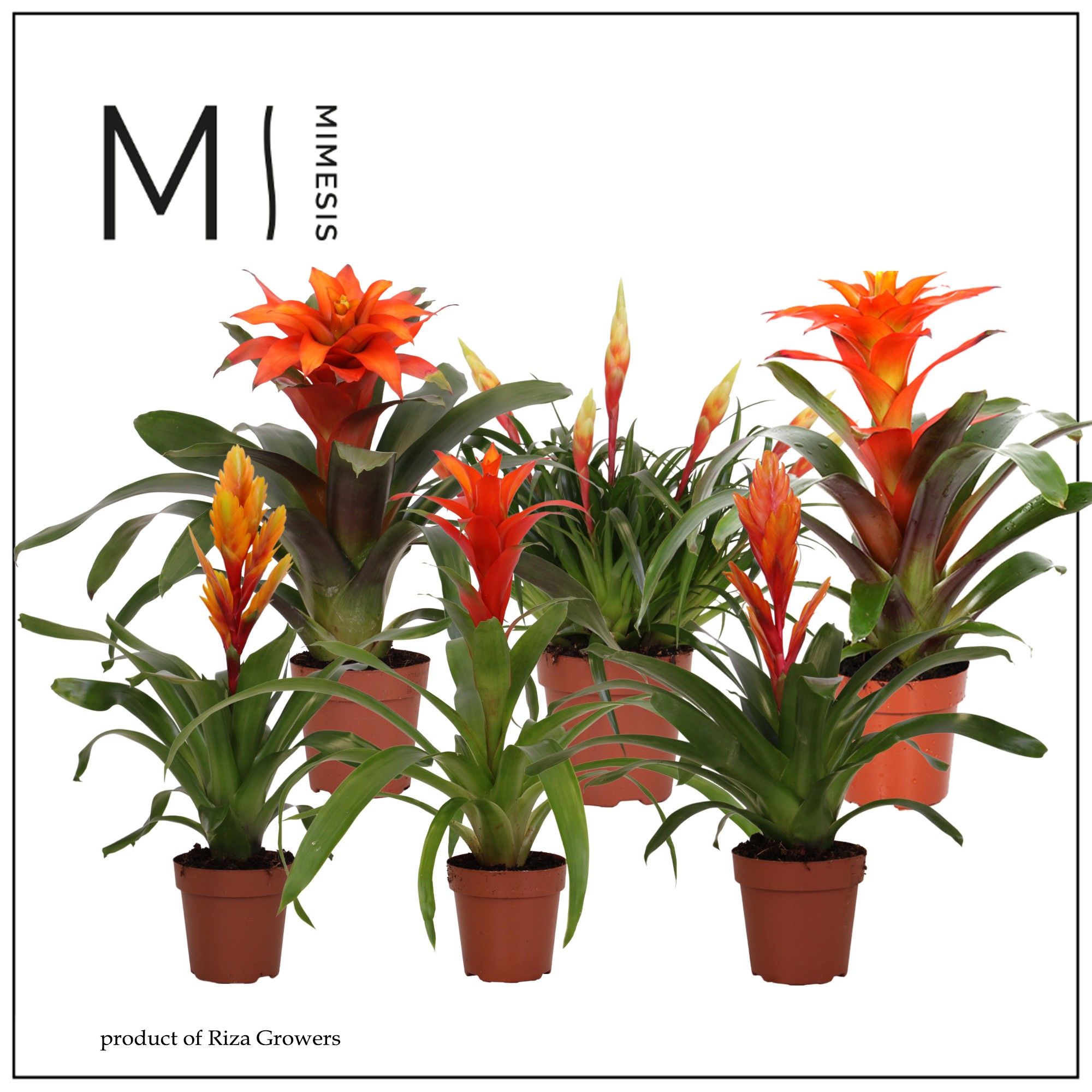 Bromelia Orange Family - 12cm | Mimesis, D 12