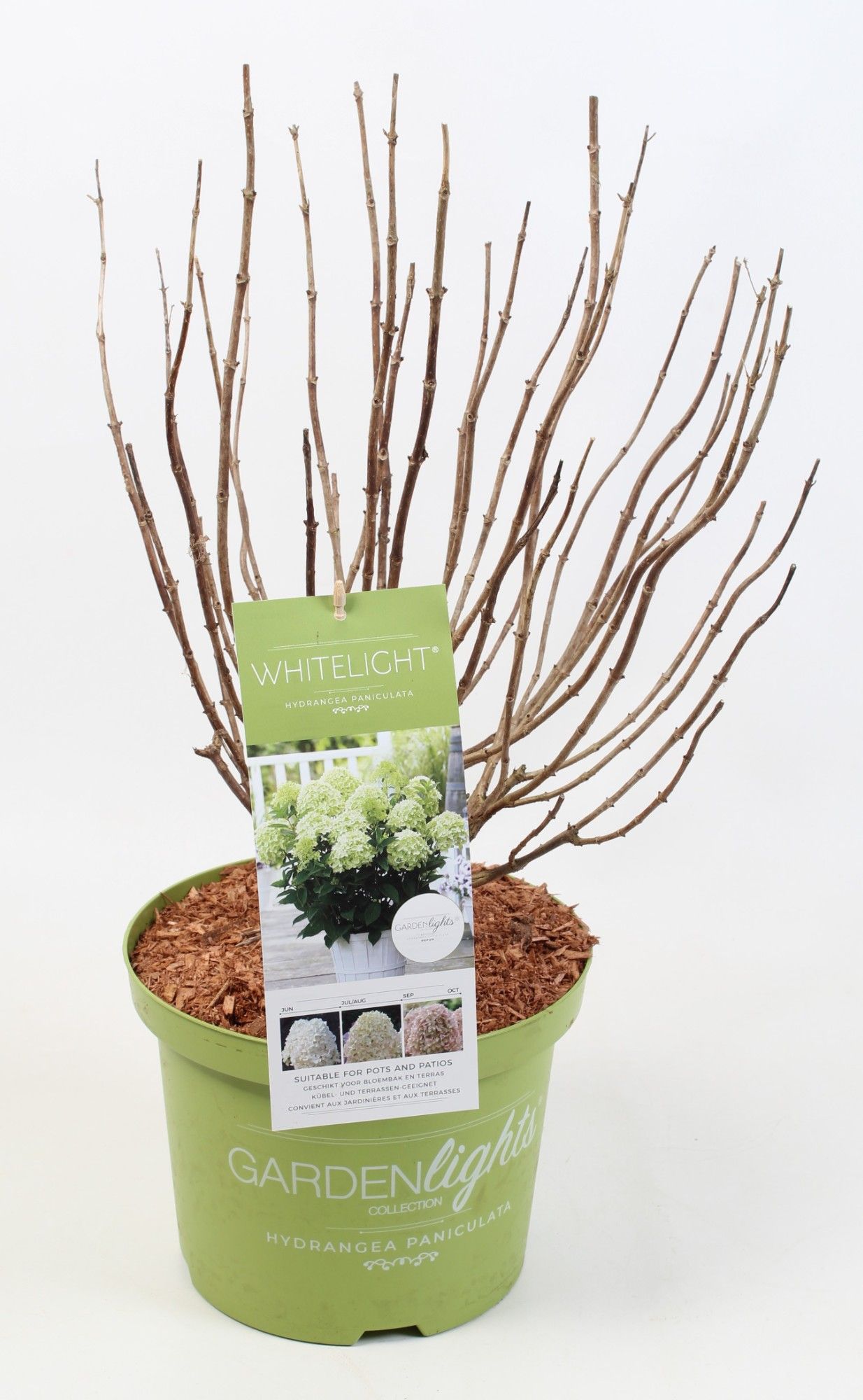Hydrangea Paniculata (Gardenlight) 'Whitelight' 23 cm, D 23