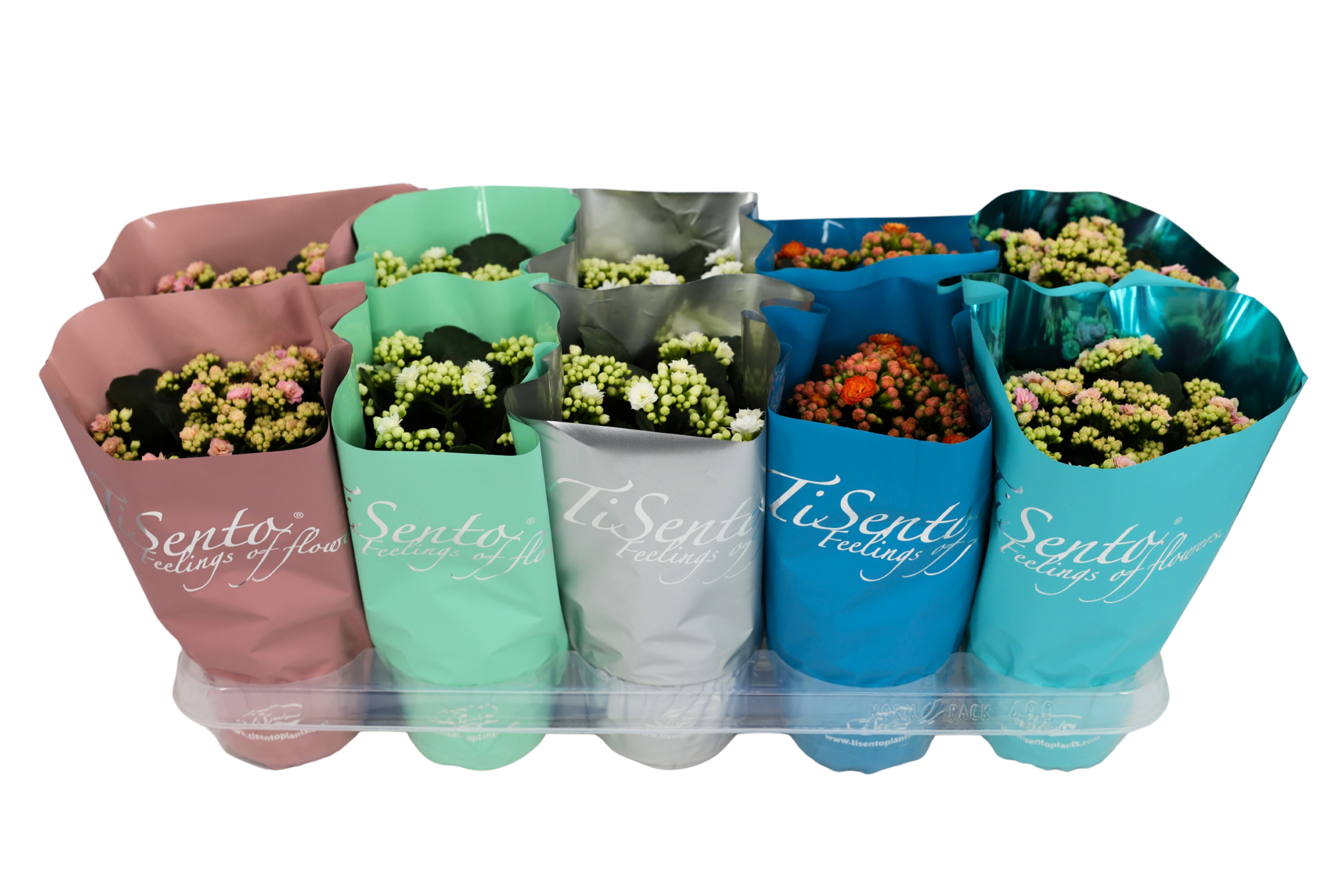 Calandiva 12 cm - Januari Mix 3, D 12