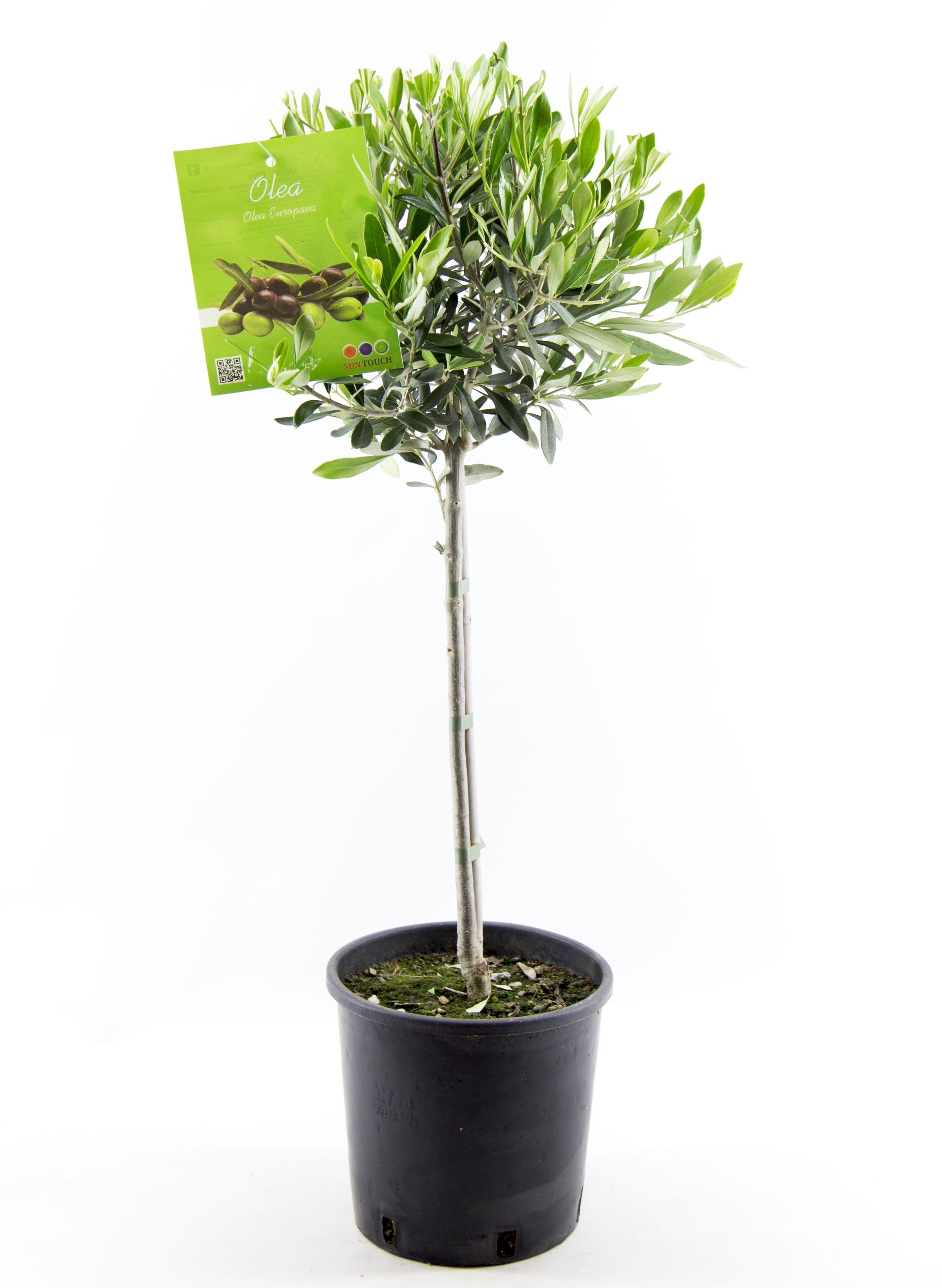 Olea Europaea stem - 80cm, D 19