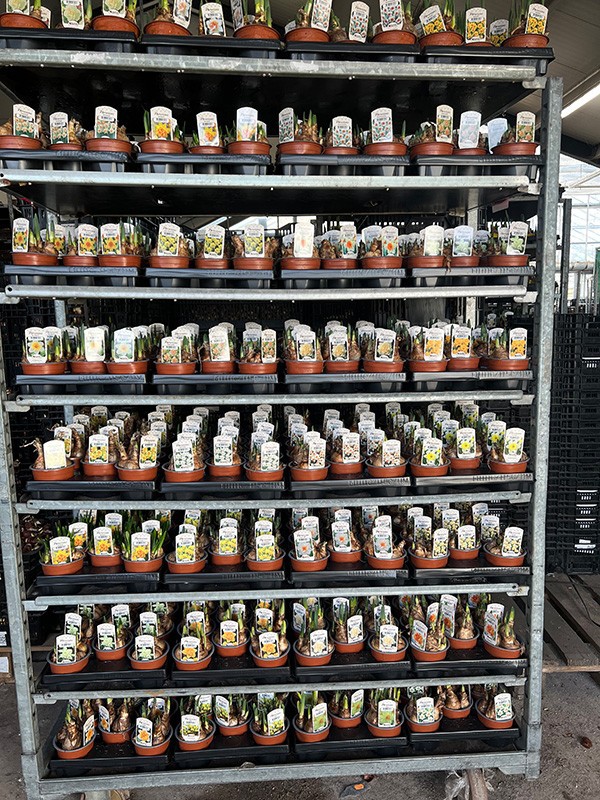 MIX BULBS 'Mix', D 11