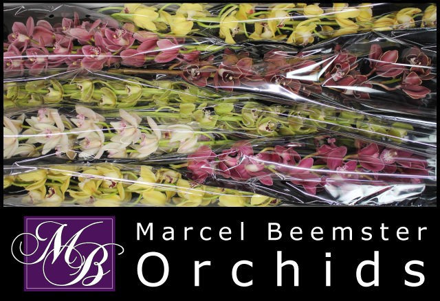 Цимбидиум мини Микс x8 70, шт.