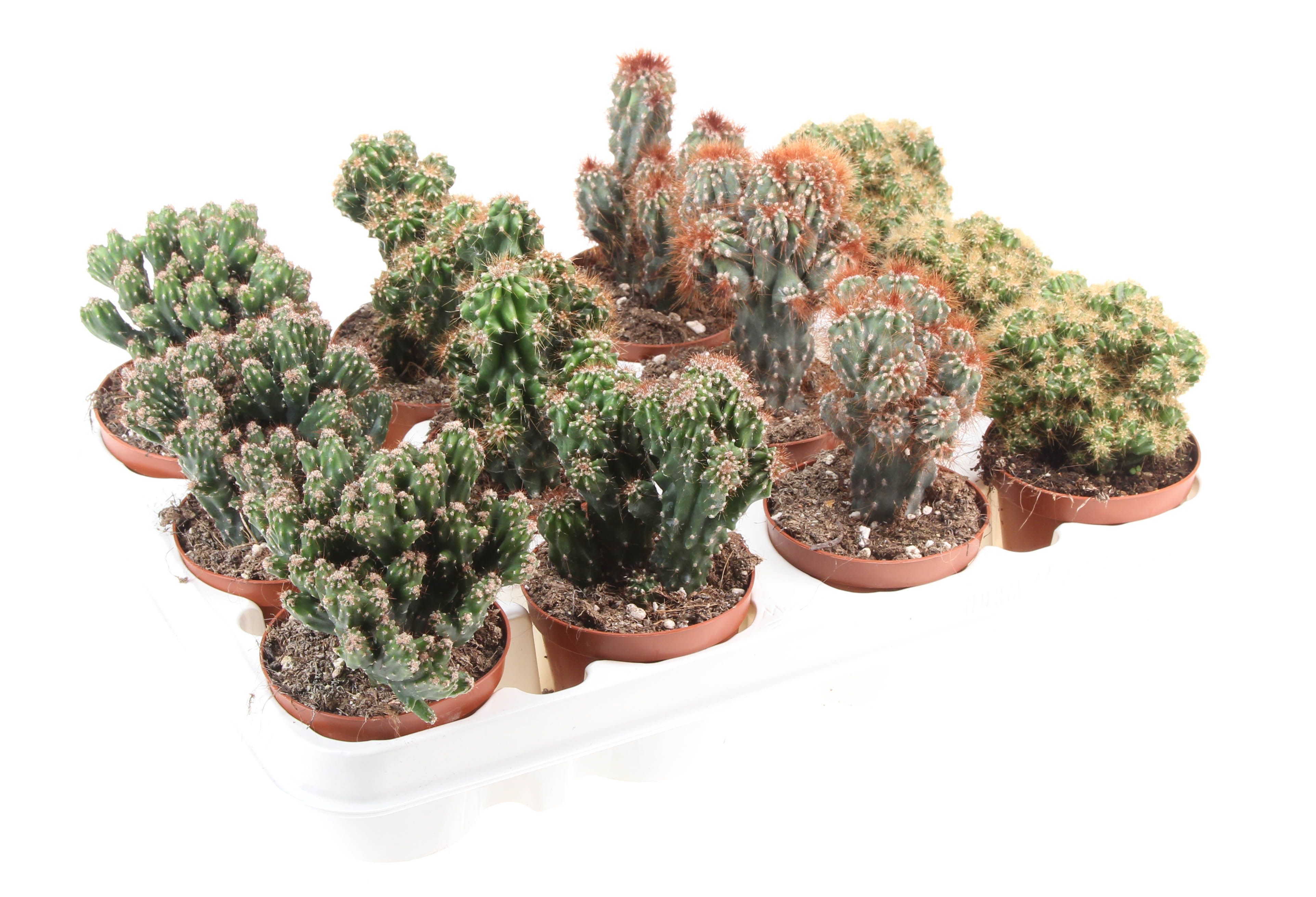 Cactus rots mix, D 8,5