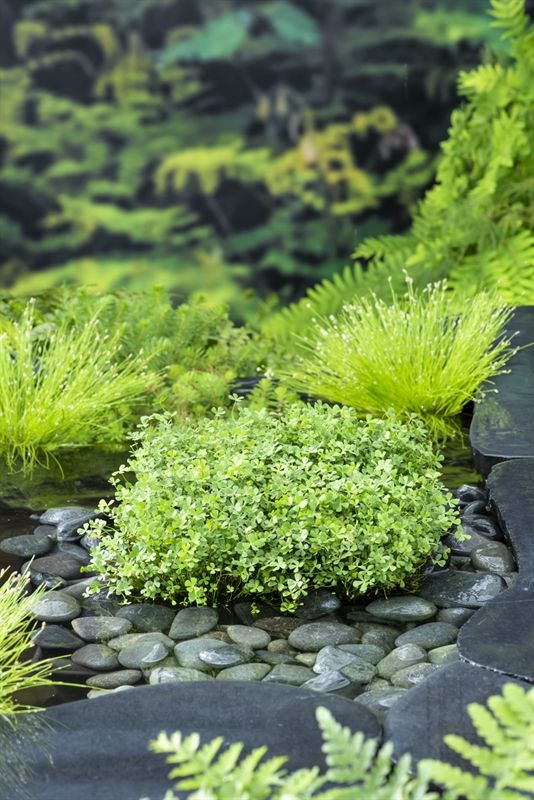 Marsilea quadrifolia (18x18), D 18