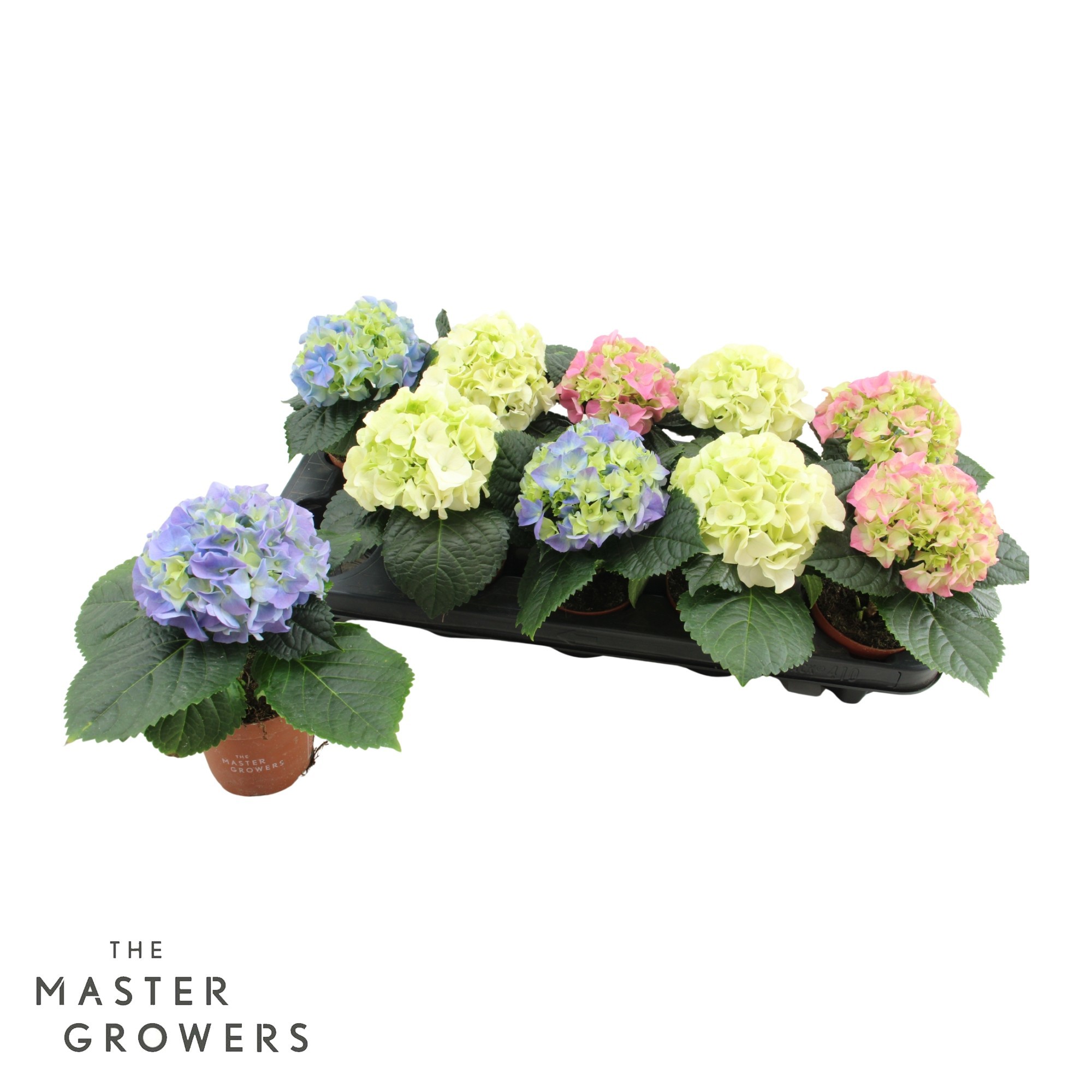 Hydrangea macr. 9cm Mix 1 Koppers, D 9