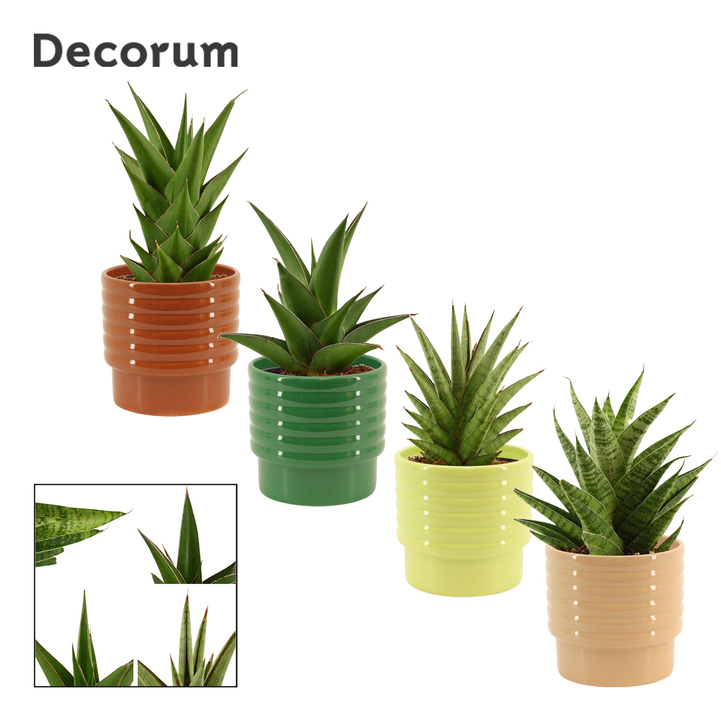 Sansevieria Crown Mix 12 cm in Naemi (Natural bubble-collection), D 12