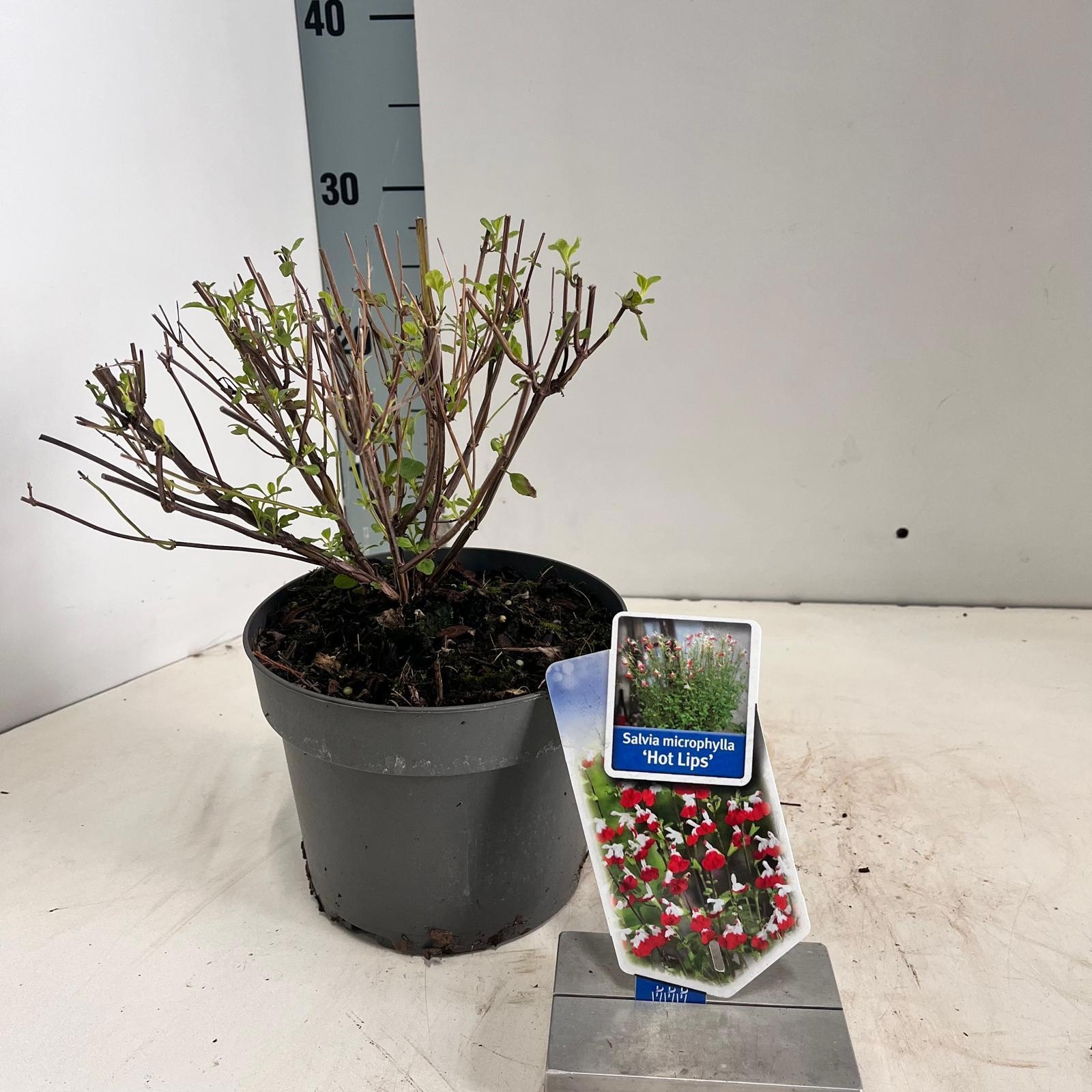 Salvia microphylla 'Hot Lips', D 17