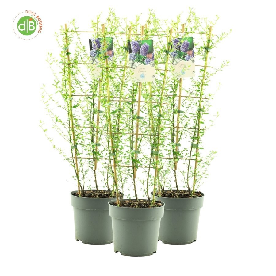 Ceanothus 'Concha', D 26