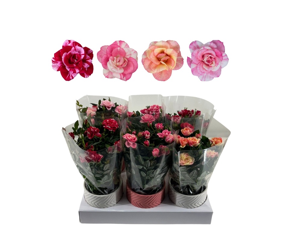 Nolina roses Ø 10,5 cm. Mix in keramiek, D 10,5