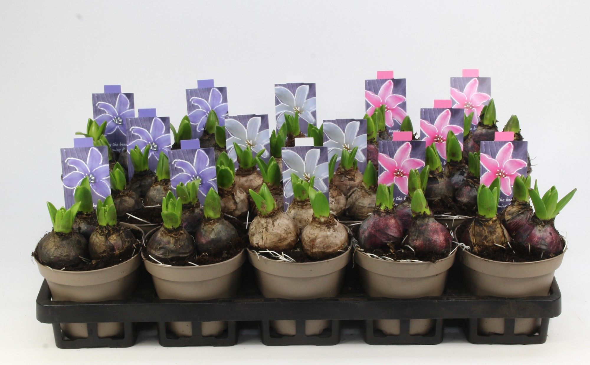 HYACINT MIX 12 Floratino, D 12