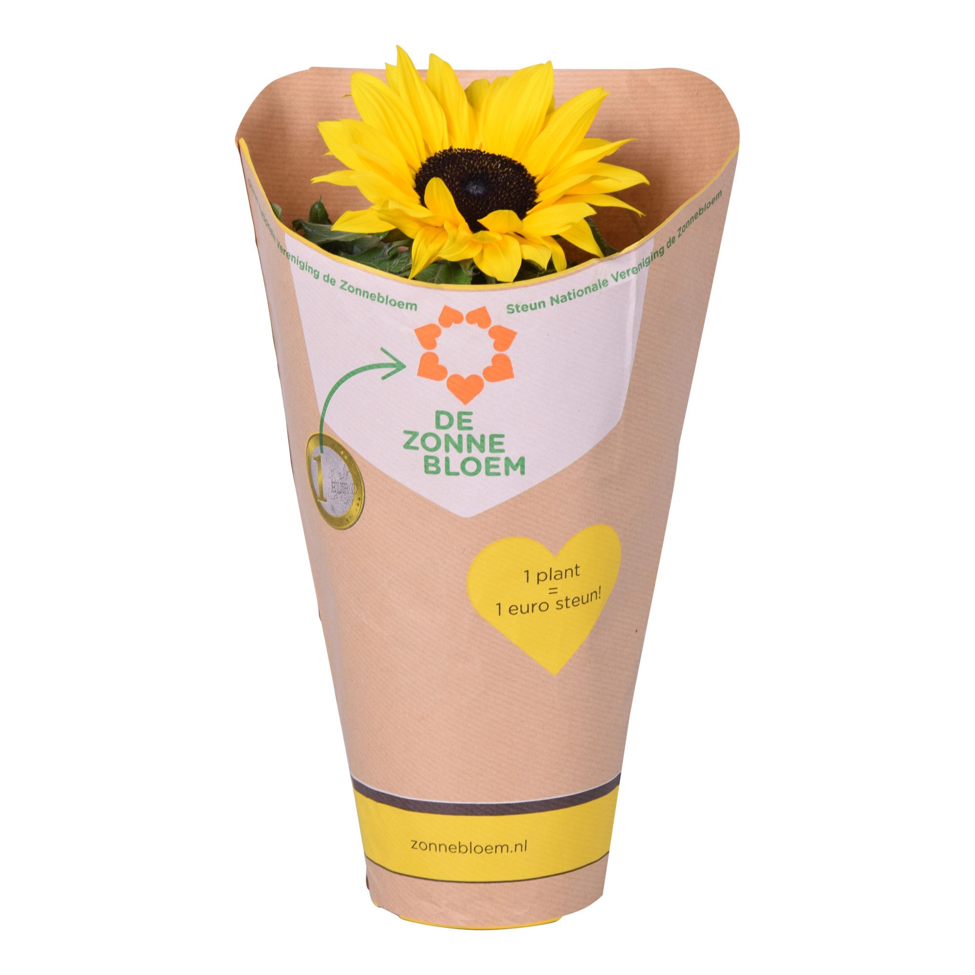 Helianthus Sunsation t.b.v. steun Stichting de Zonnebloem, D 13