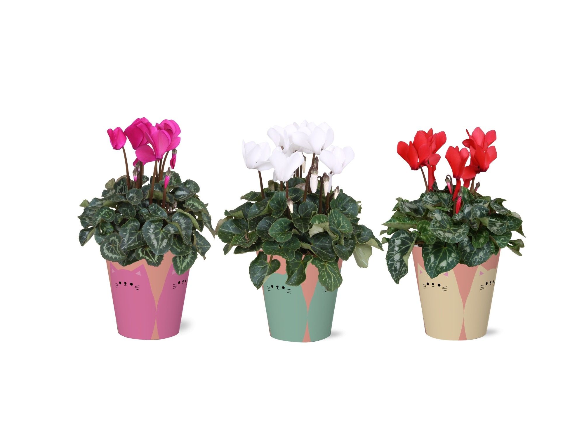 Collectie 'Tasty Bubble' - Cyclamen in Poez Smartcup, D 12