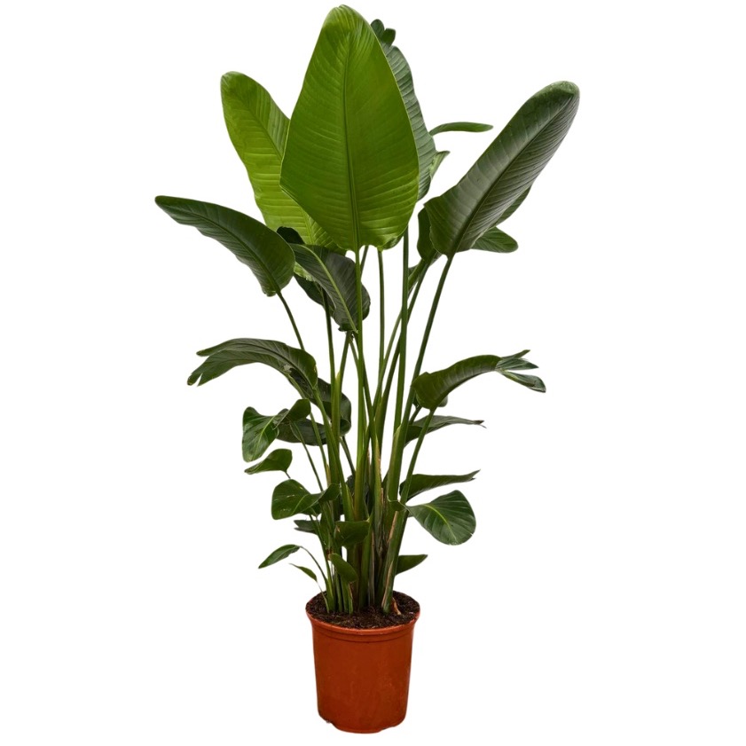 Strelitzia Nicolai 6-stek - 190cm, D 32