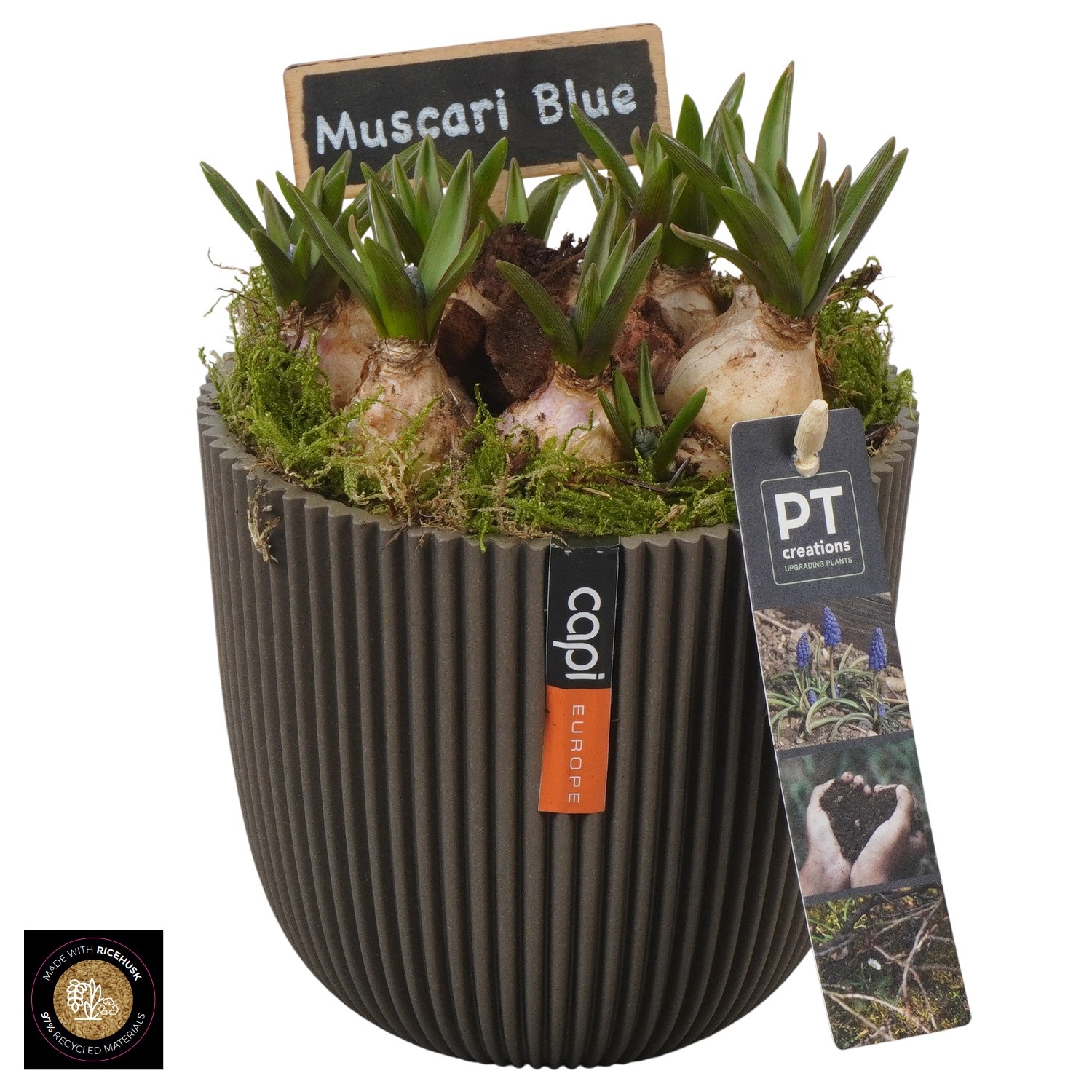 PTMB6300 Arrangement Muscari Blue in Capi pot, D 13