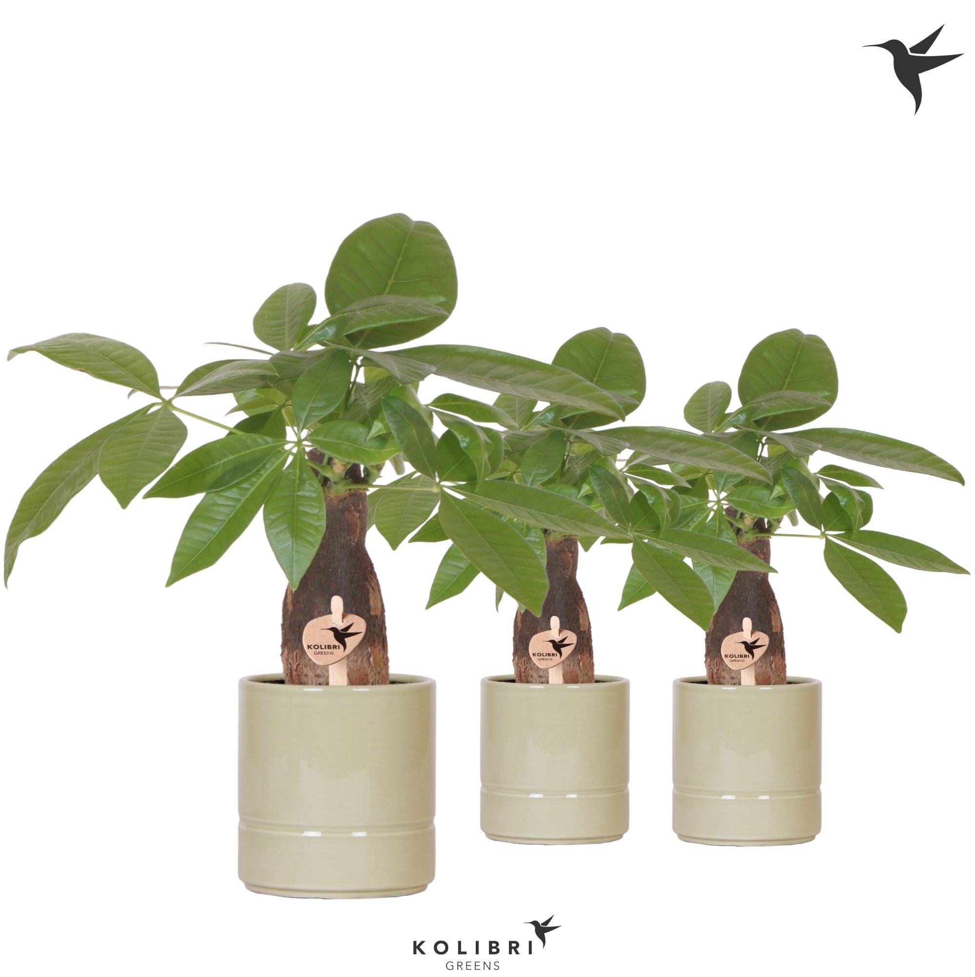 Kolibri Greens Pachira in Pastel pot green, D 9