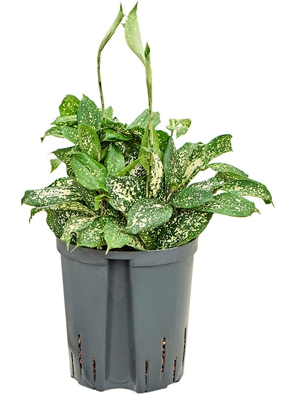 Dracaena godseffiana 'Florida beauty', D 18