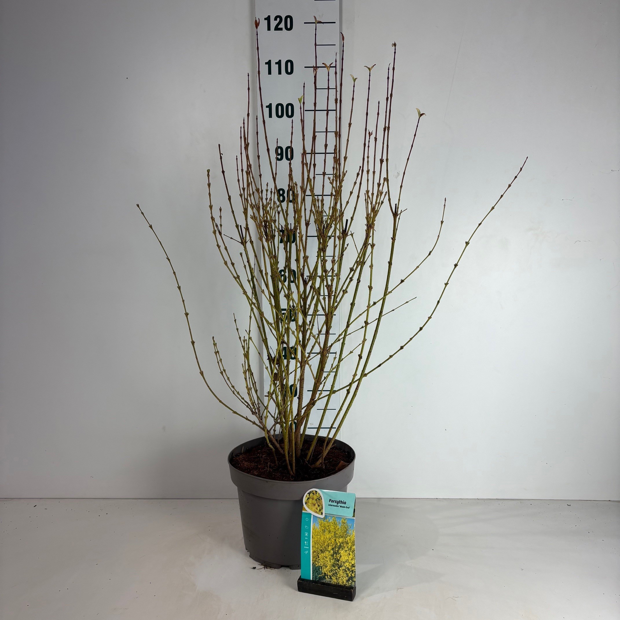 Forsythia intermedia Weekend, D 29