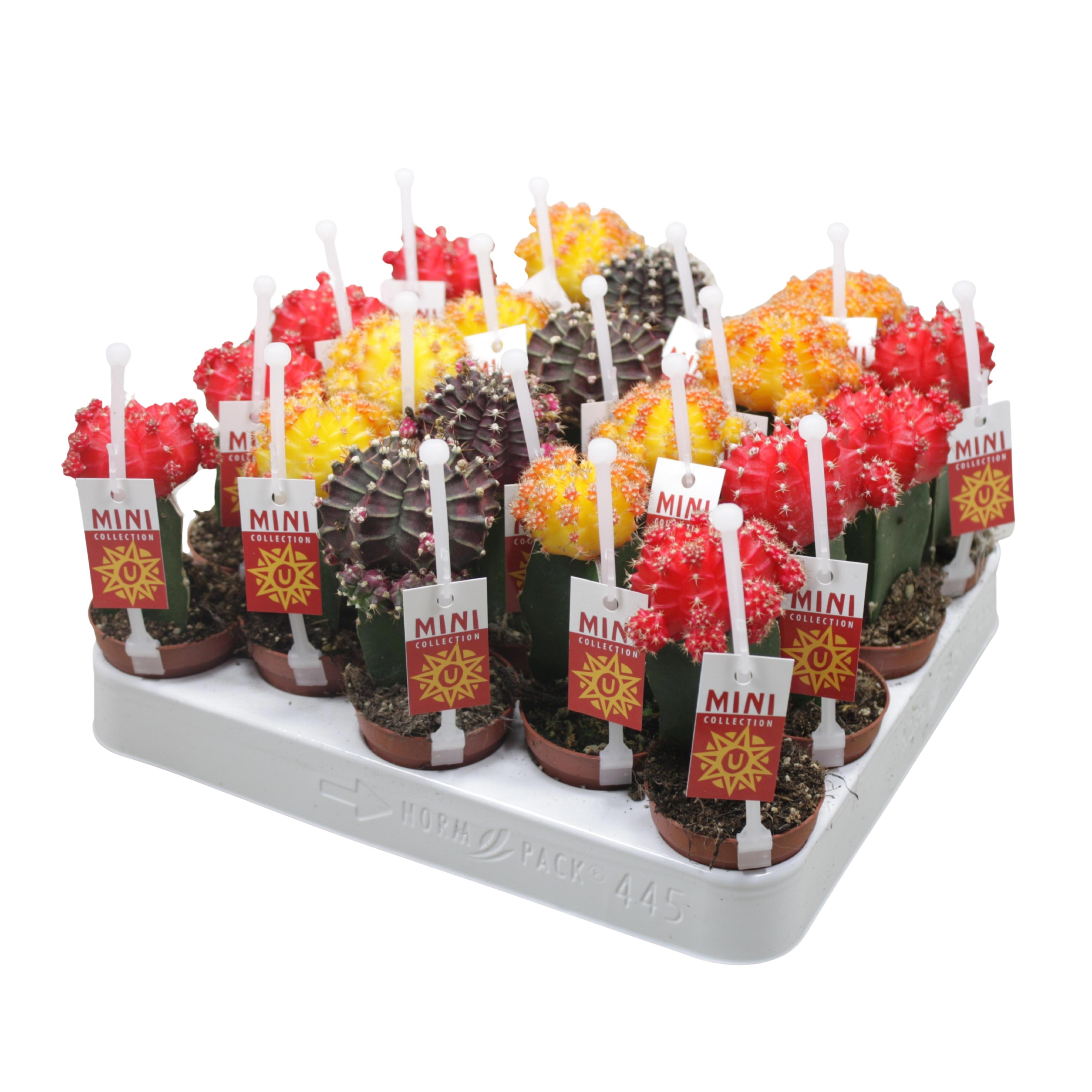 Gymnocalycium mix geënt 5,5 cm met picker+etiket, D 5,5