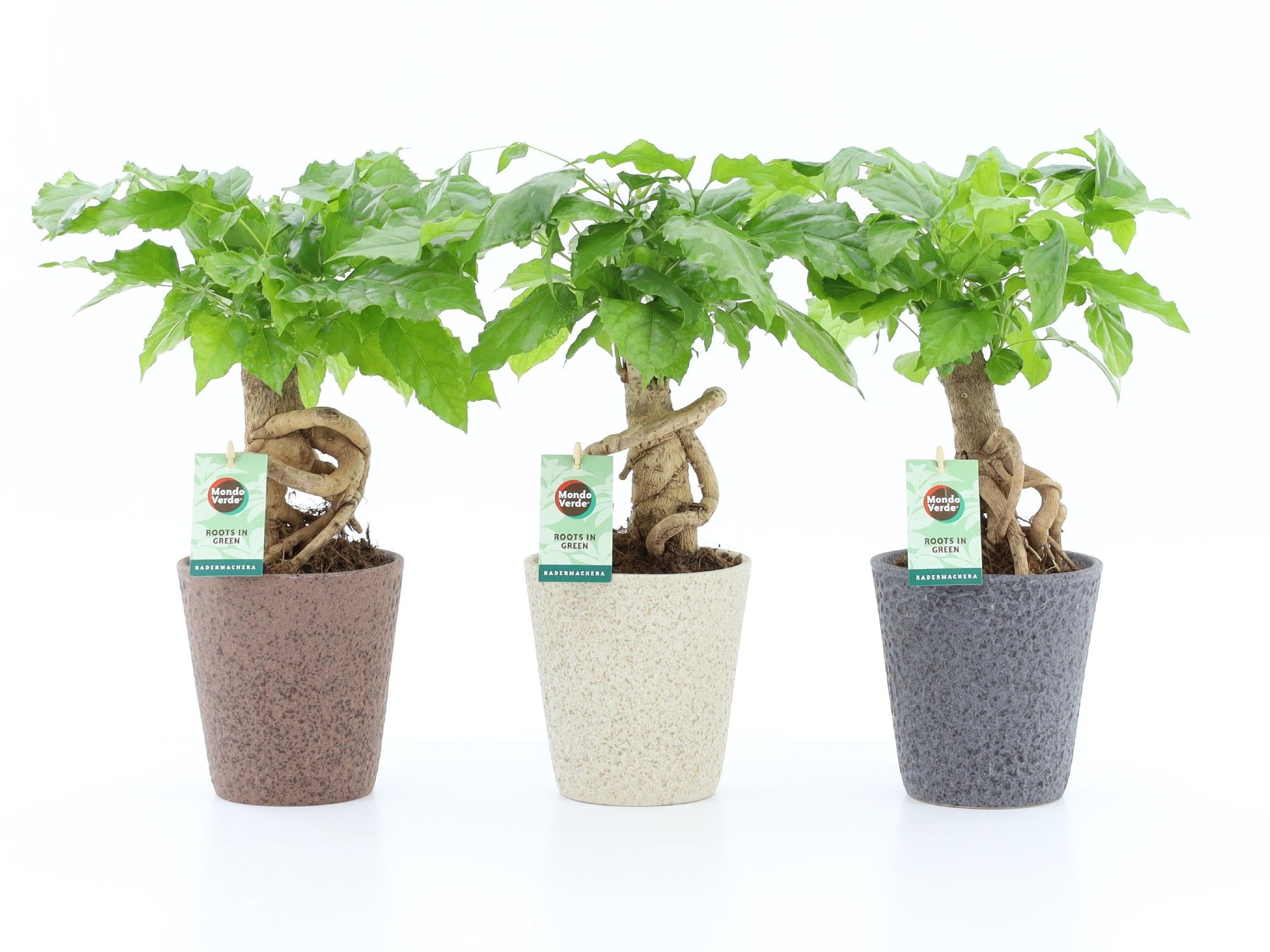 Radermachera Bonsai in Nature keramiek, D 13