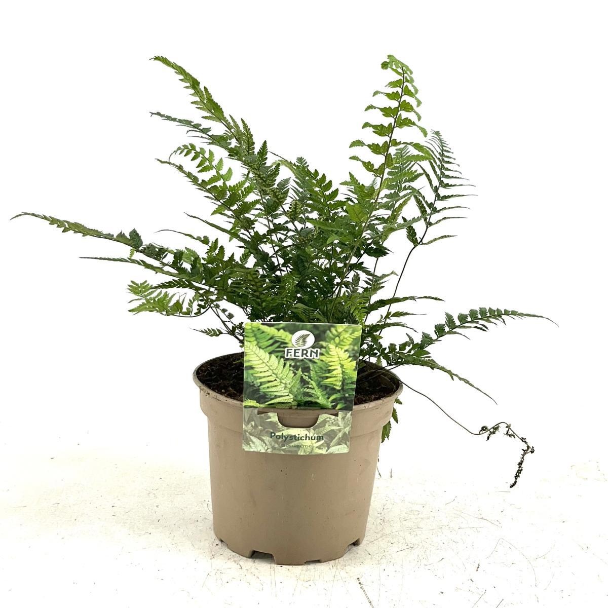 Polystichum tsussimense, D 17