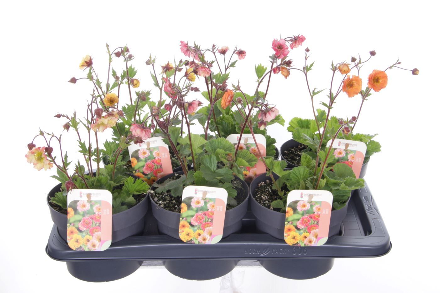 Geum mix, D 17