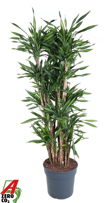 Dracaena Riki vertakt P34, D 34