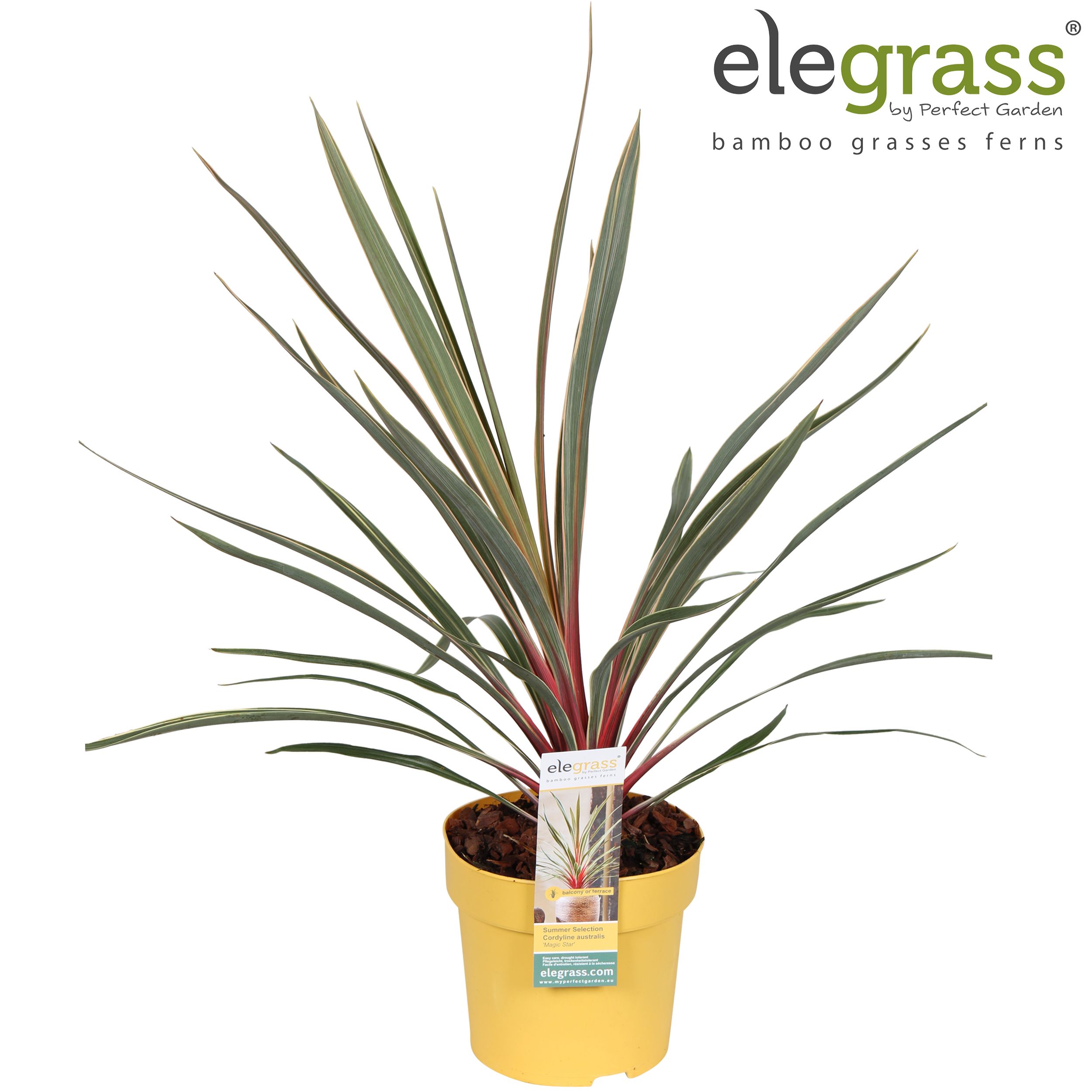 Cordyline australis 'Magic Star' P14, D 14