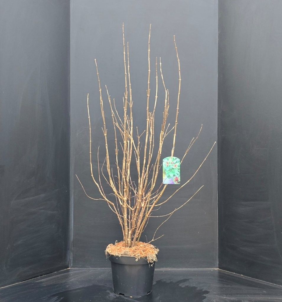 Calycanthus floridus, D 29