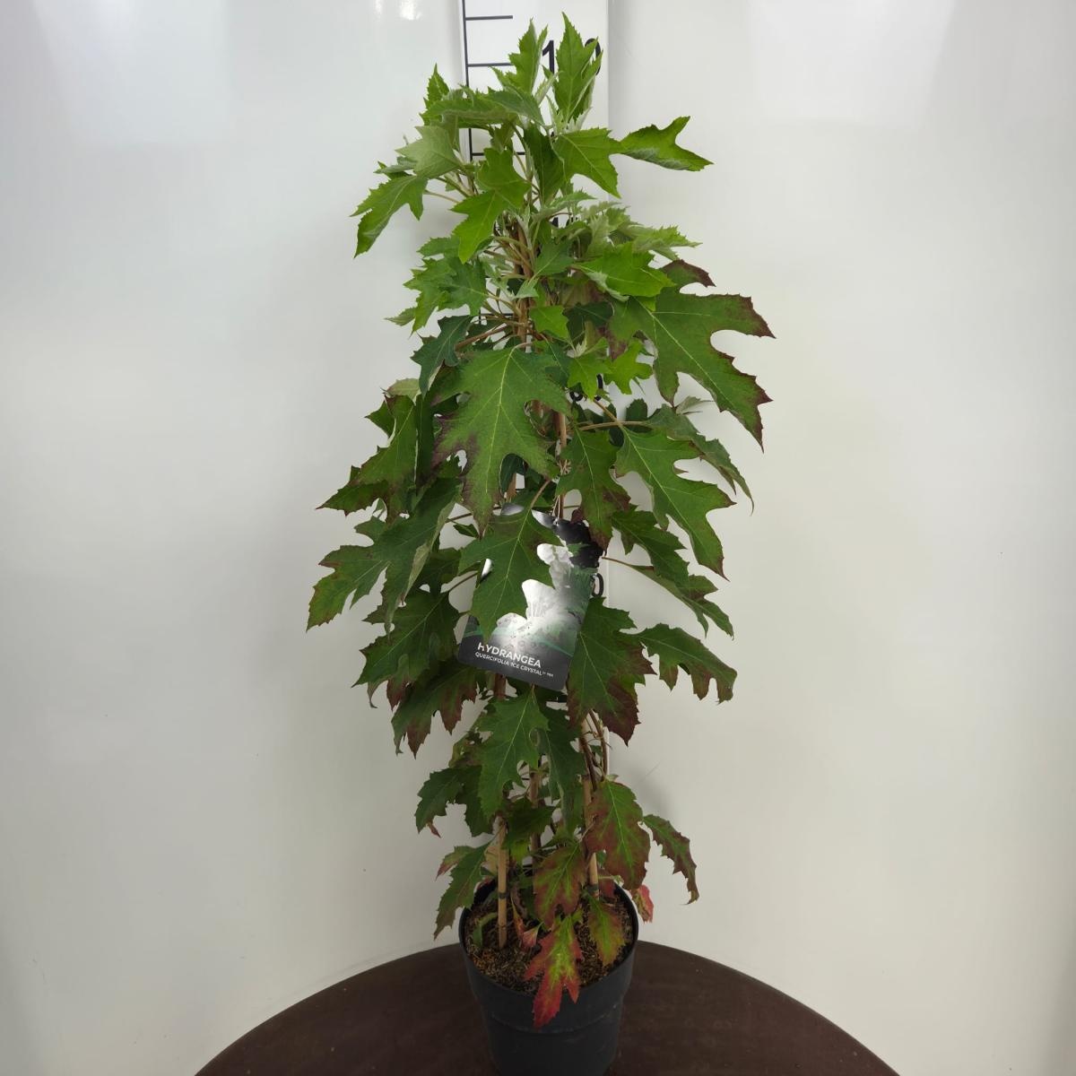 Hydrangea querc. Ice Cristal, 3 stok, D 29