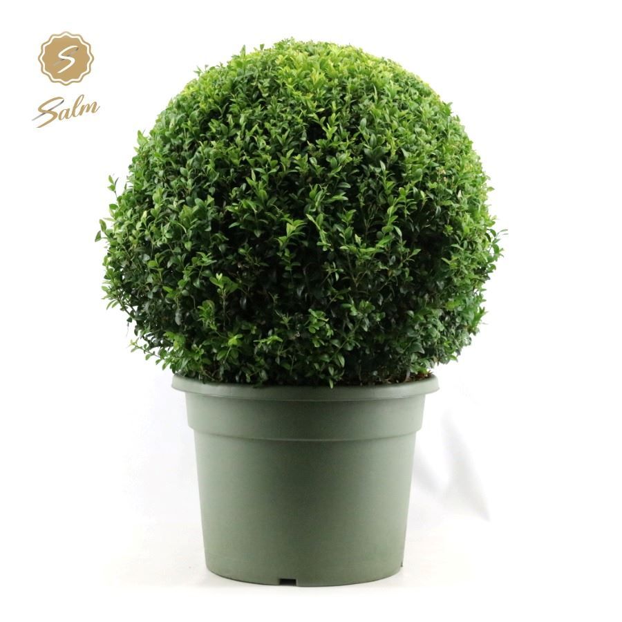 Buxus semp. Ball Ø60cm P40, D 40
