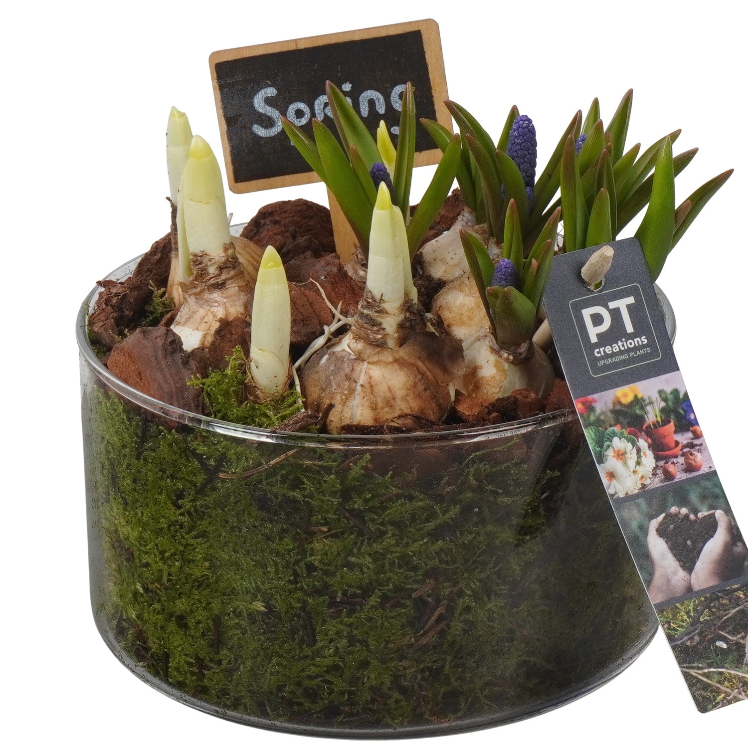 PTBM3945 Arrangement Flower Bulbs Mix in glas schaal, D 14