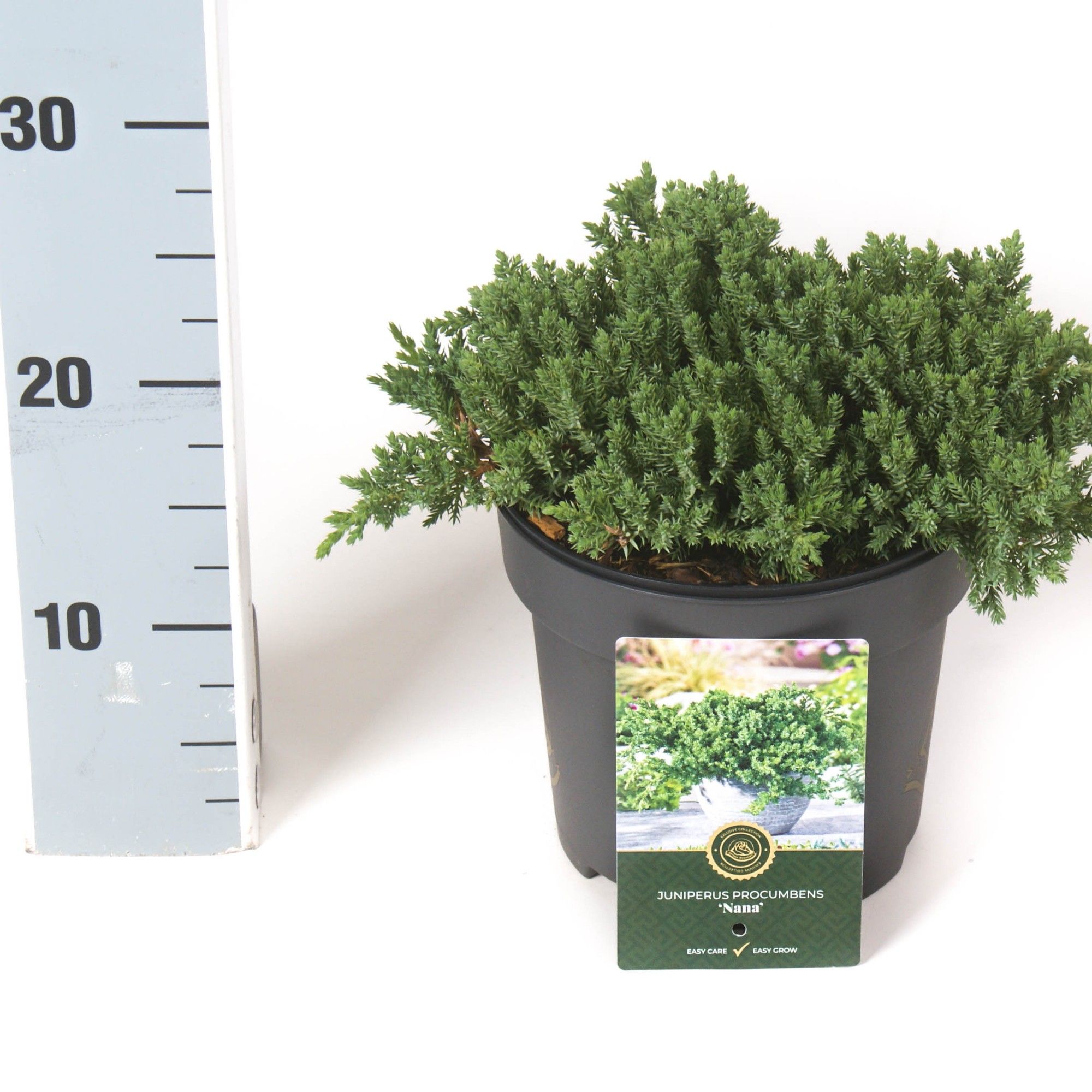 Juniperus p. 'Nana', D 18