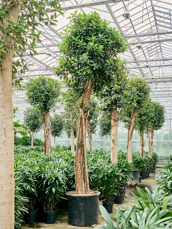 Ficus rubiginosa 'Australis', D 80