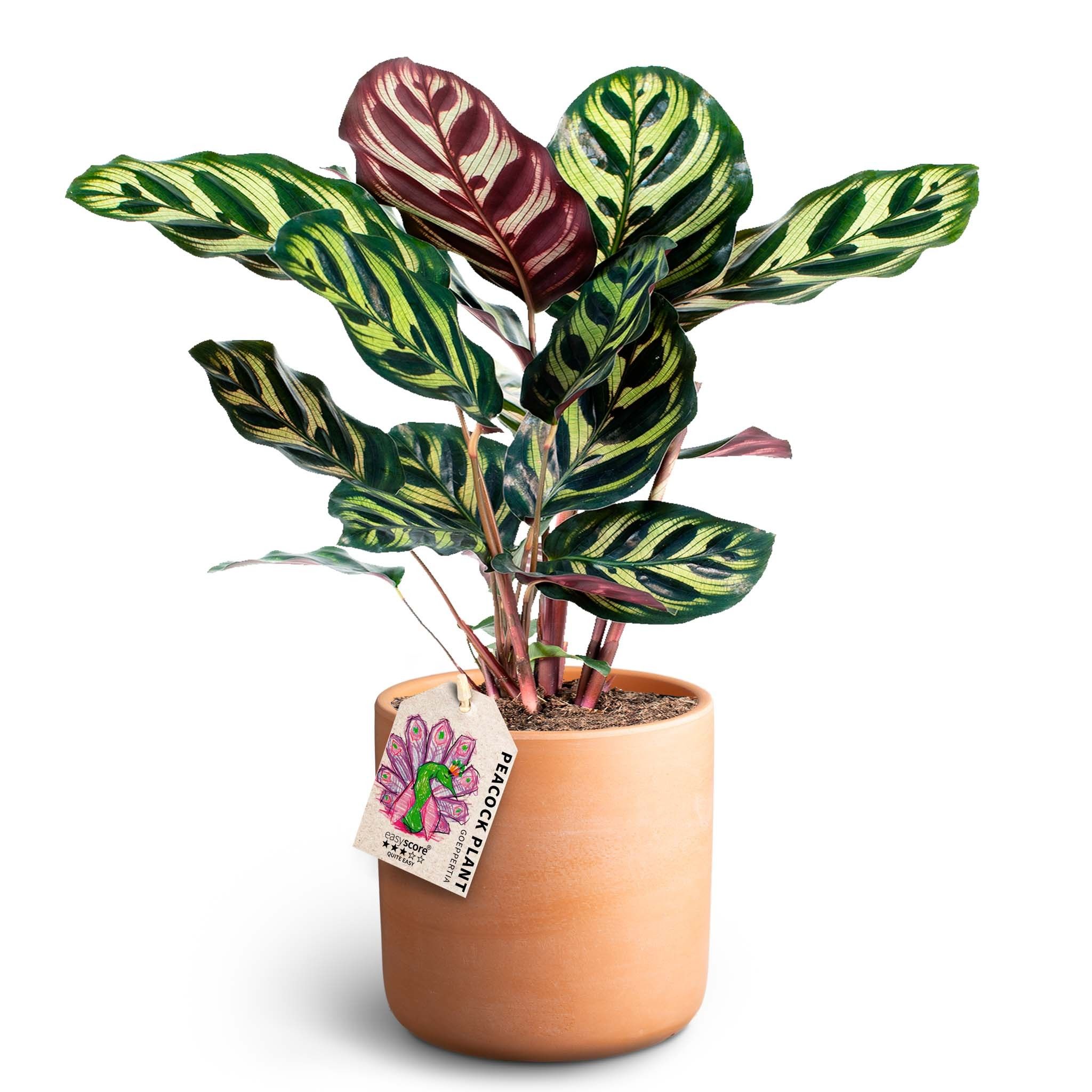 Raw Terracotta, Makoyana, D 12