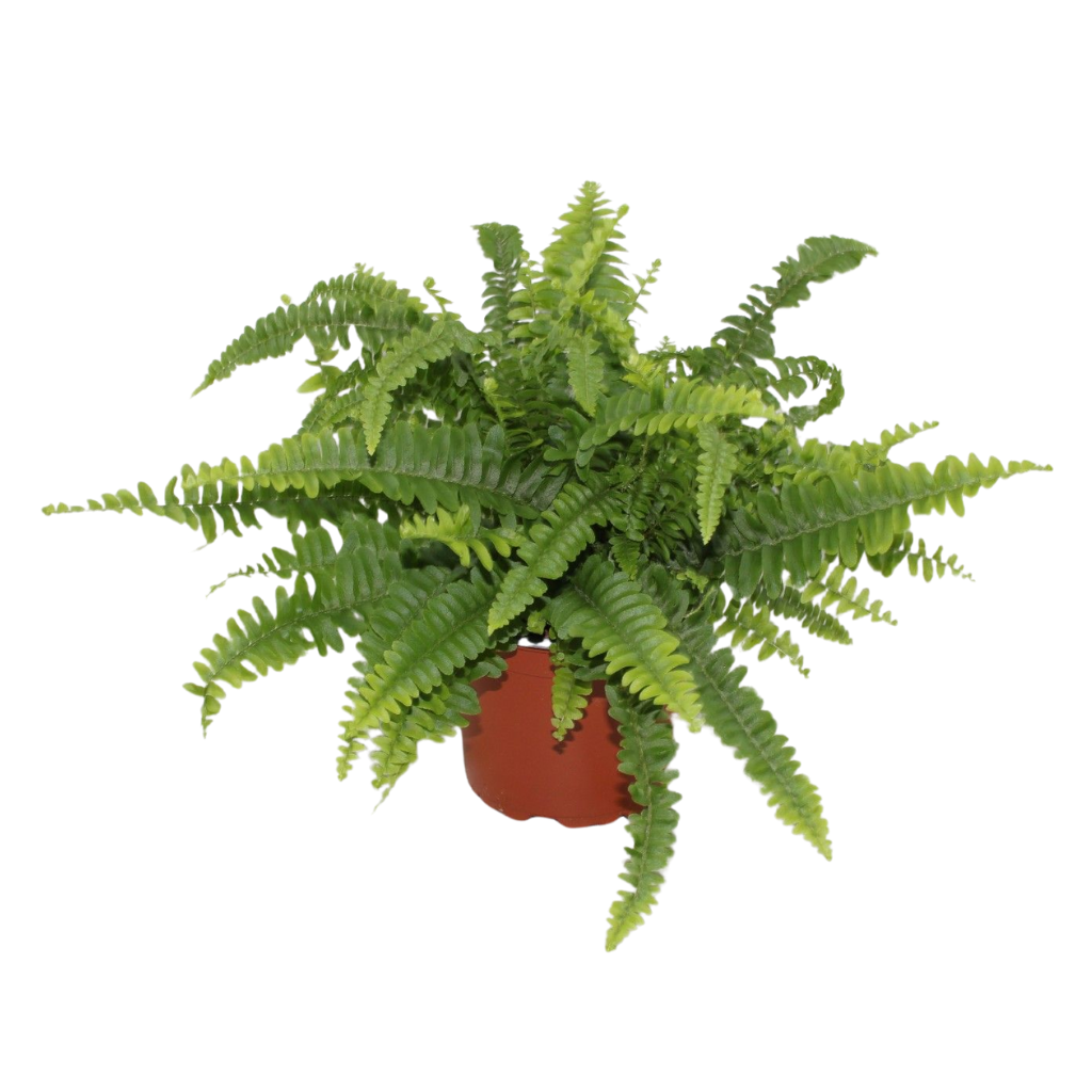 Nephrolepis exaltata 'Green Lady', D 12