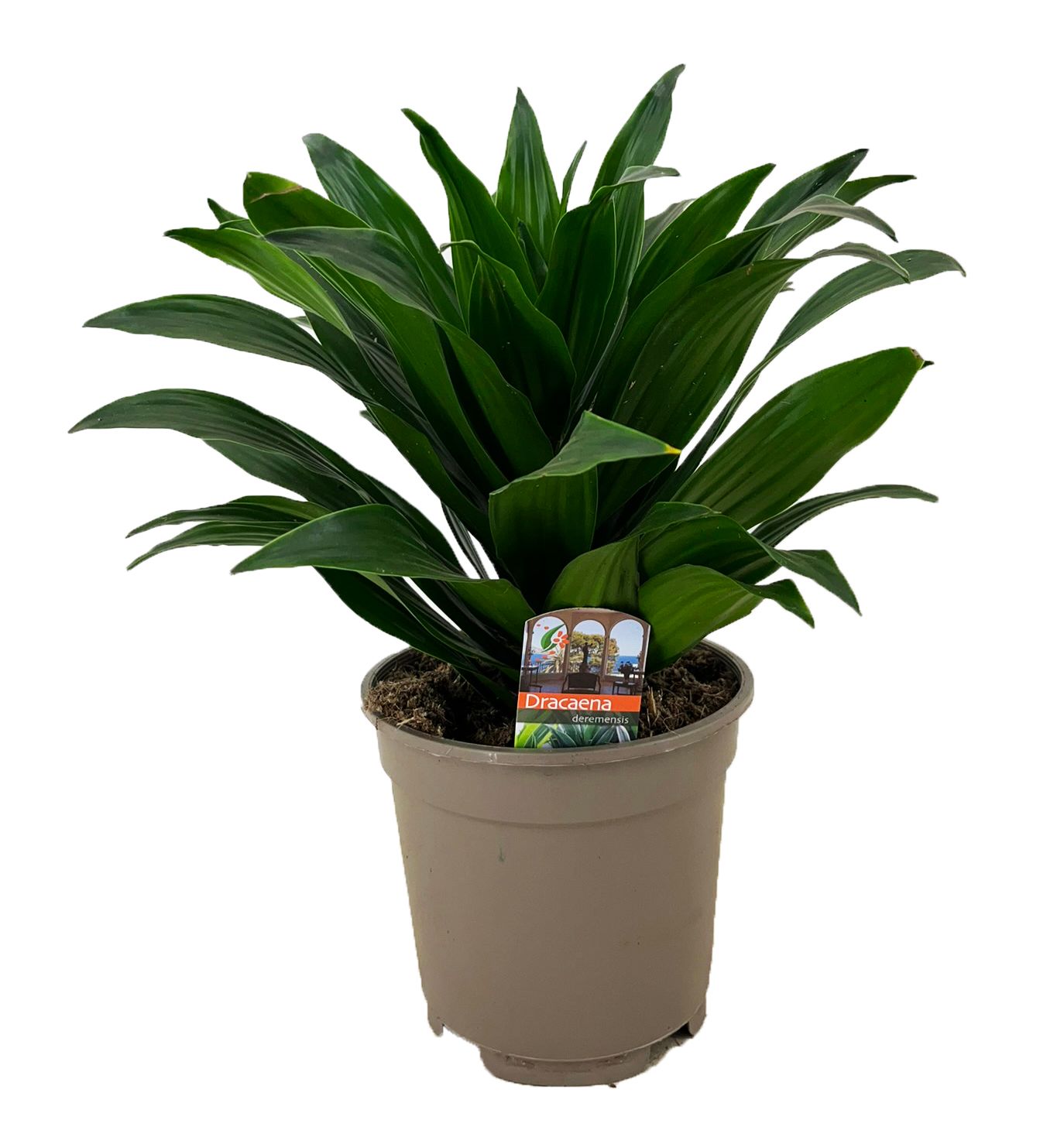 Dracaena deremensis compacta kopstek, D 17