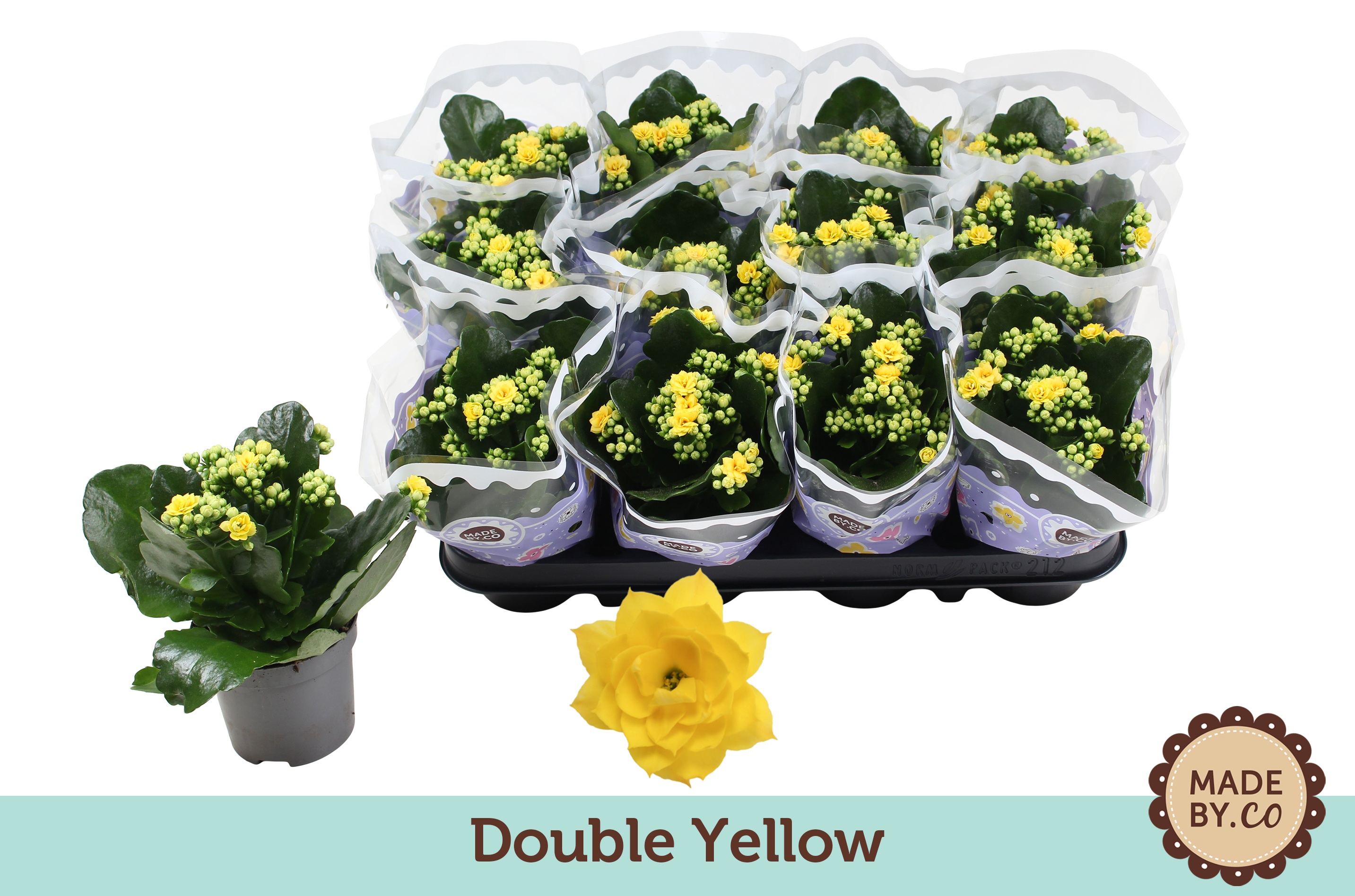 Kalanchoë Double Yellow, D 9