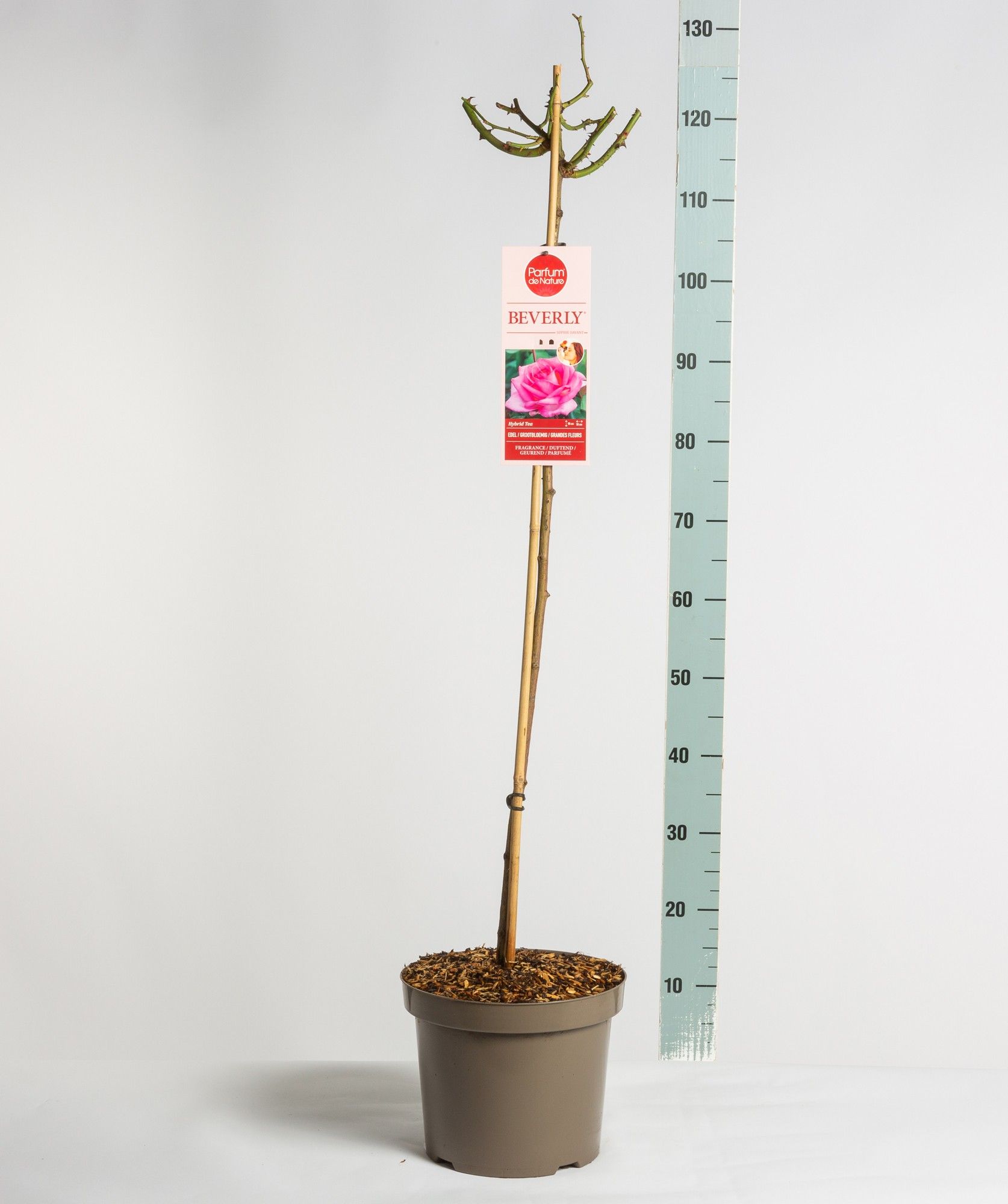 Parfum de Nature Beverly ®, stam 90, C7.5, D 26