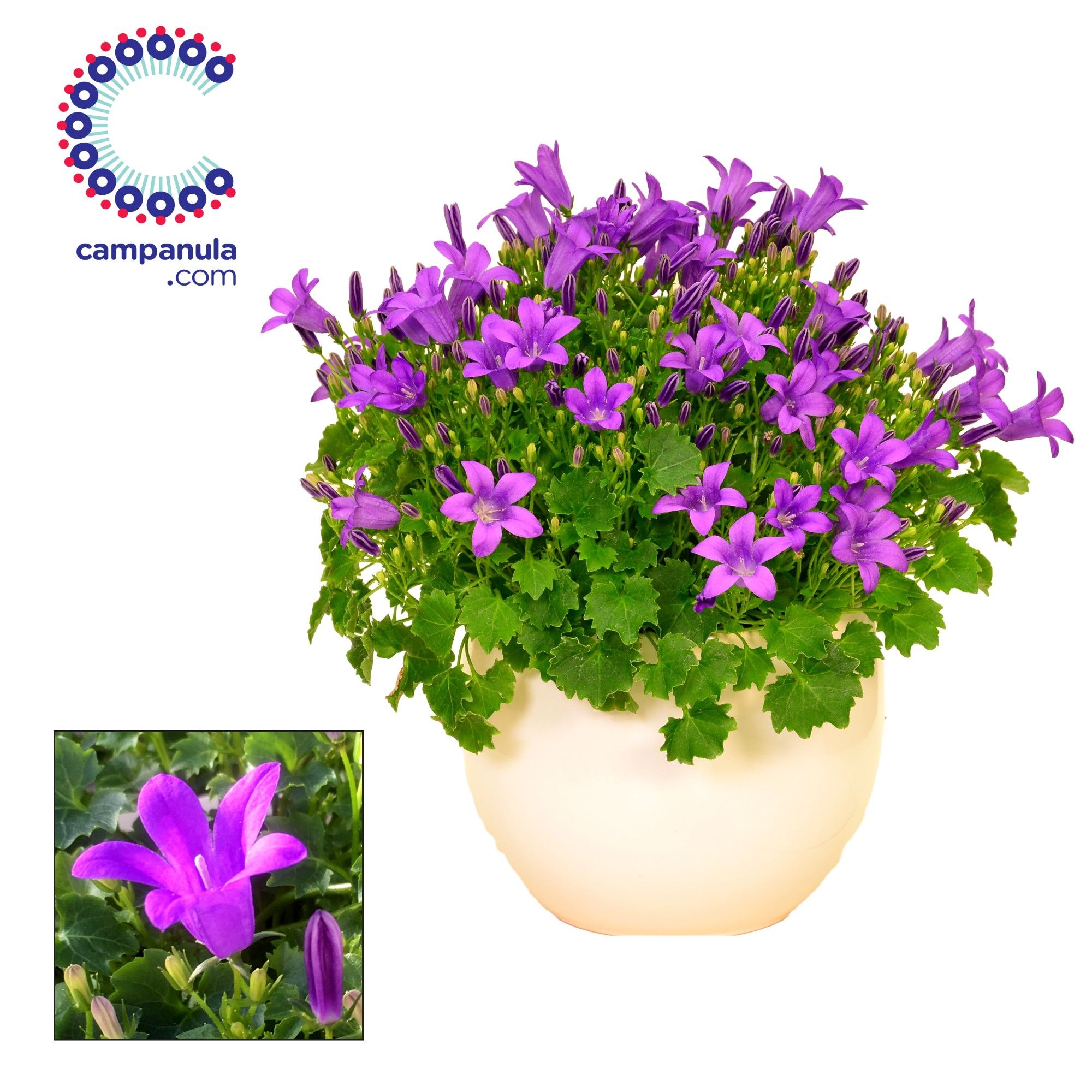 Campanula Porto LL Melanie, D 13