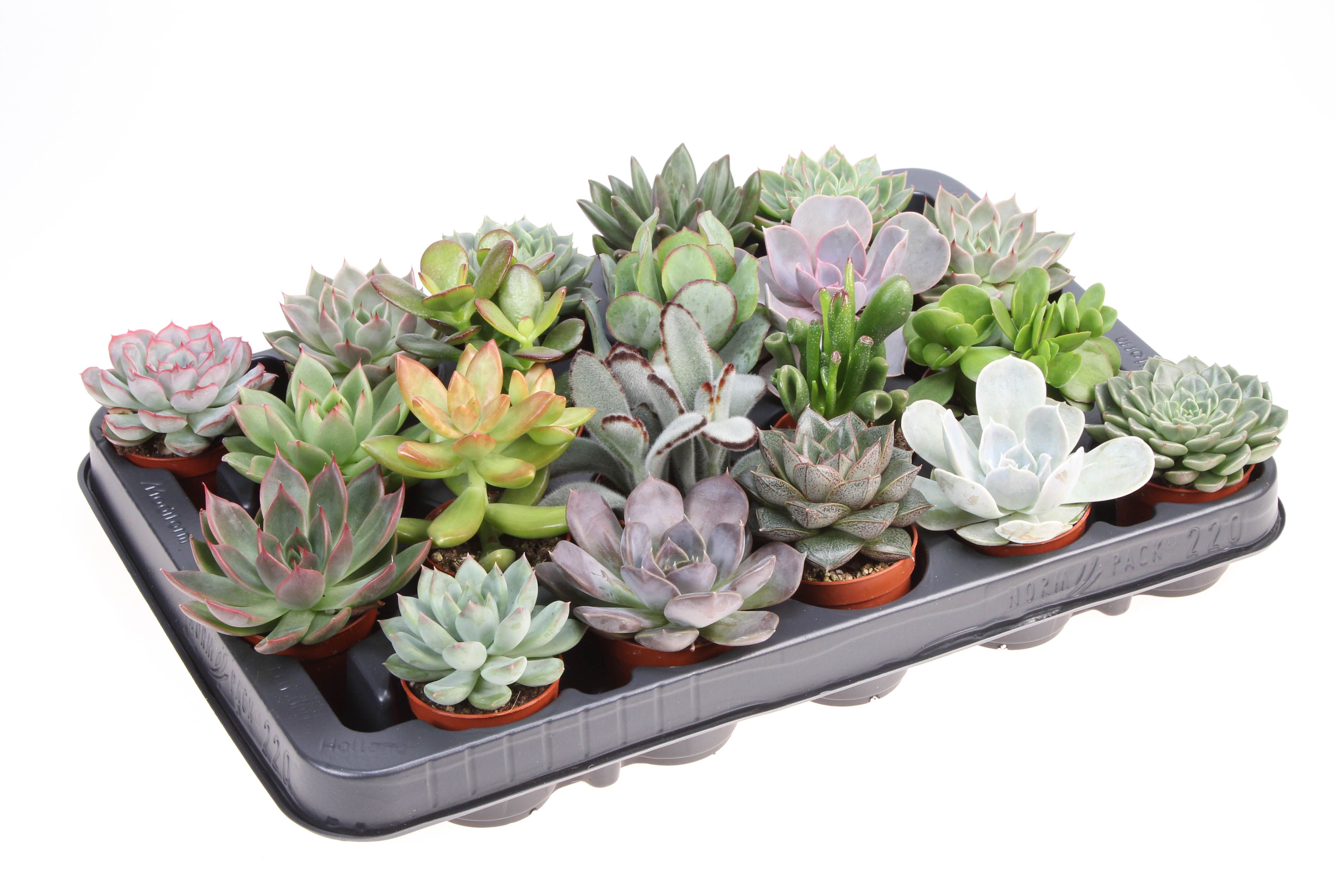 Succulent mix XL, D 5,5
