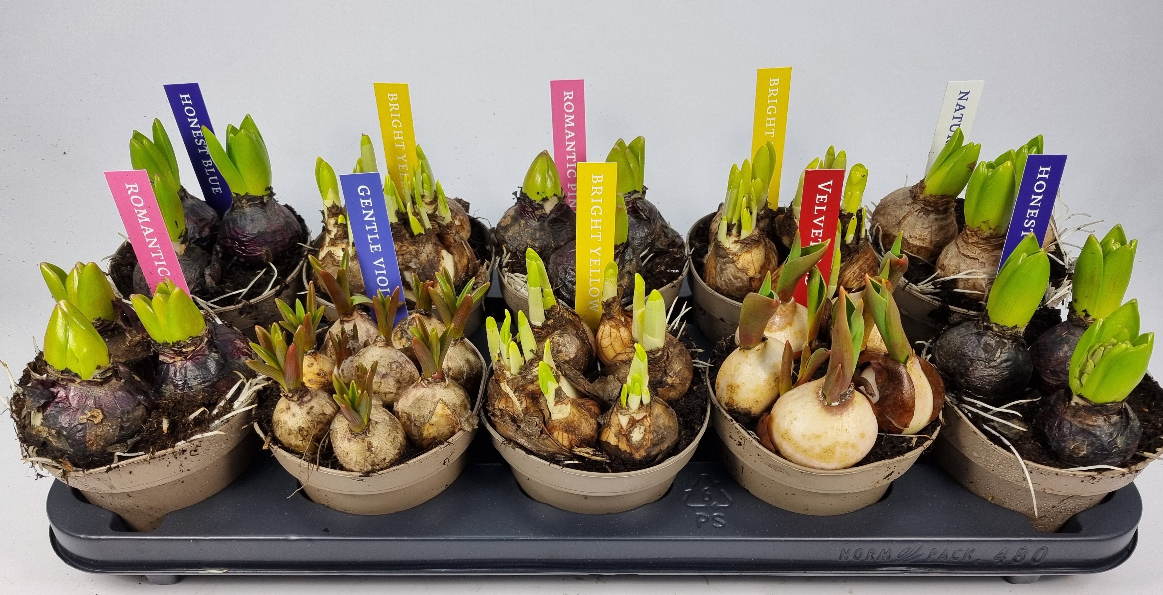 BOLLEN MIX 12 KLOK ETIKET, D 12