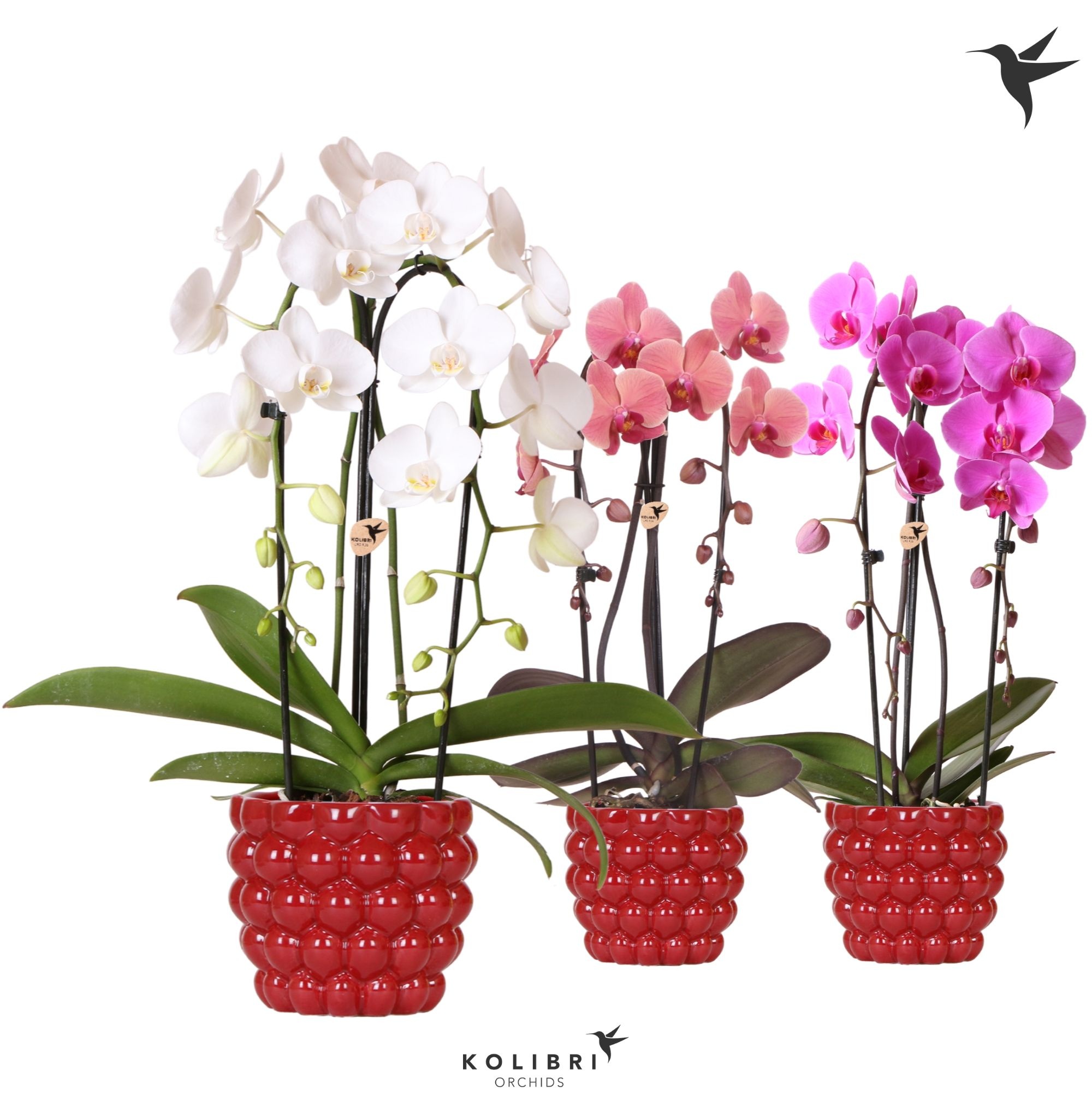 Kolibri Orchids Cascade Niagara Fall mix 2 spike in Berry pot, D 12