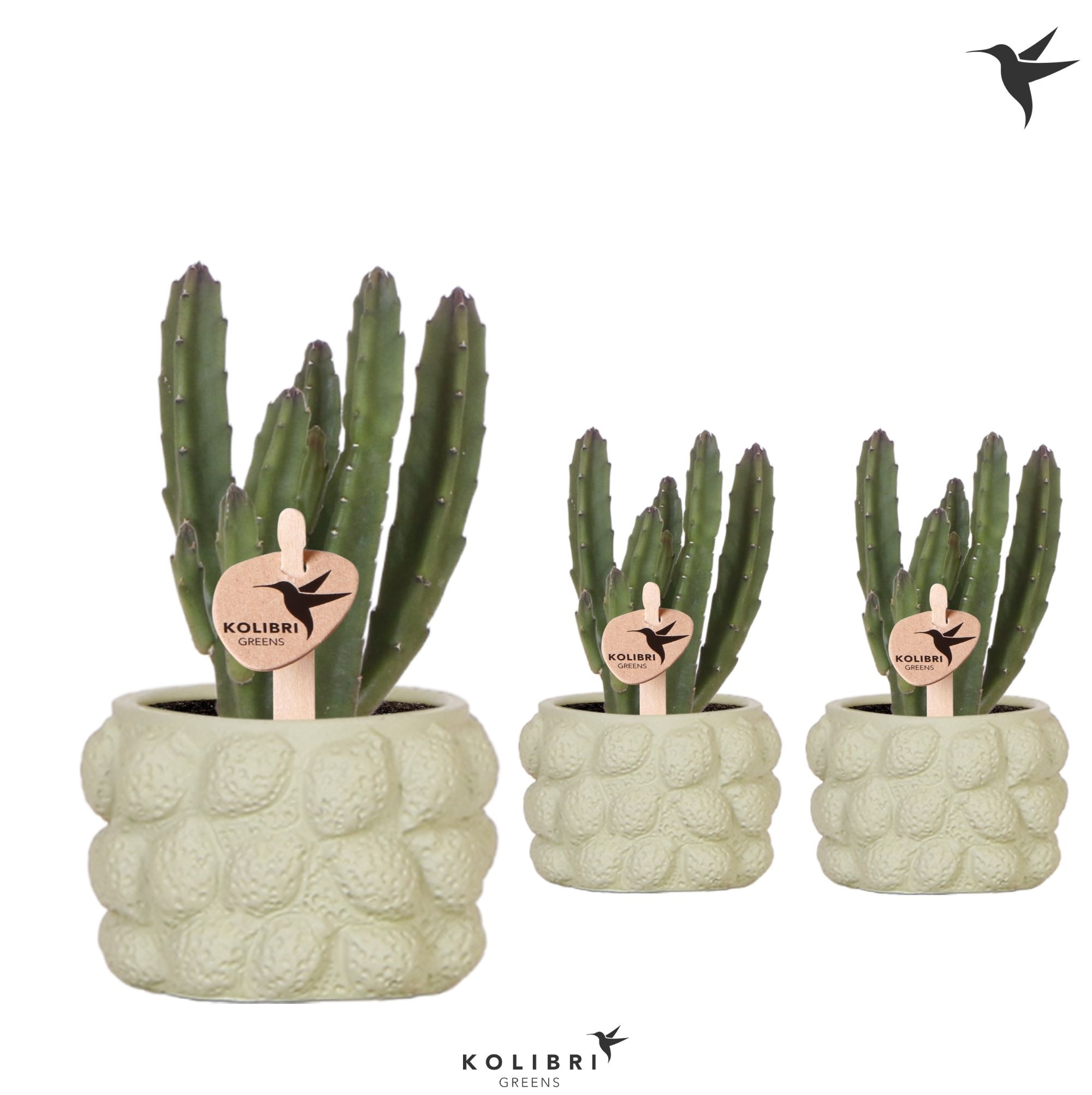 Kolibri Greens Stapelia Leendertziae in Citrus pot green, D 6