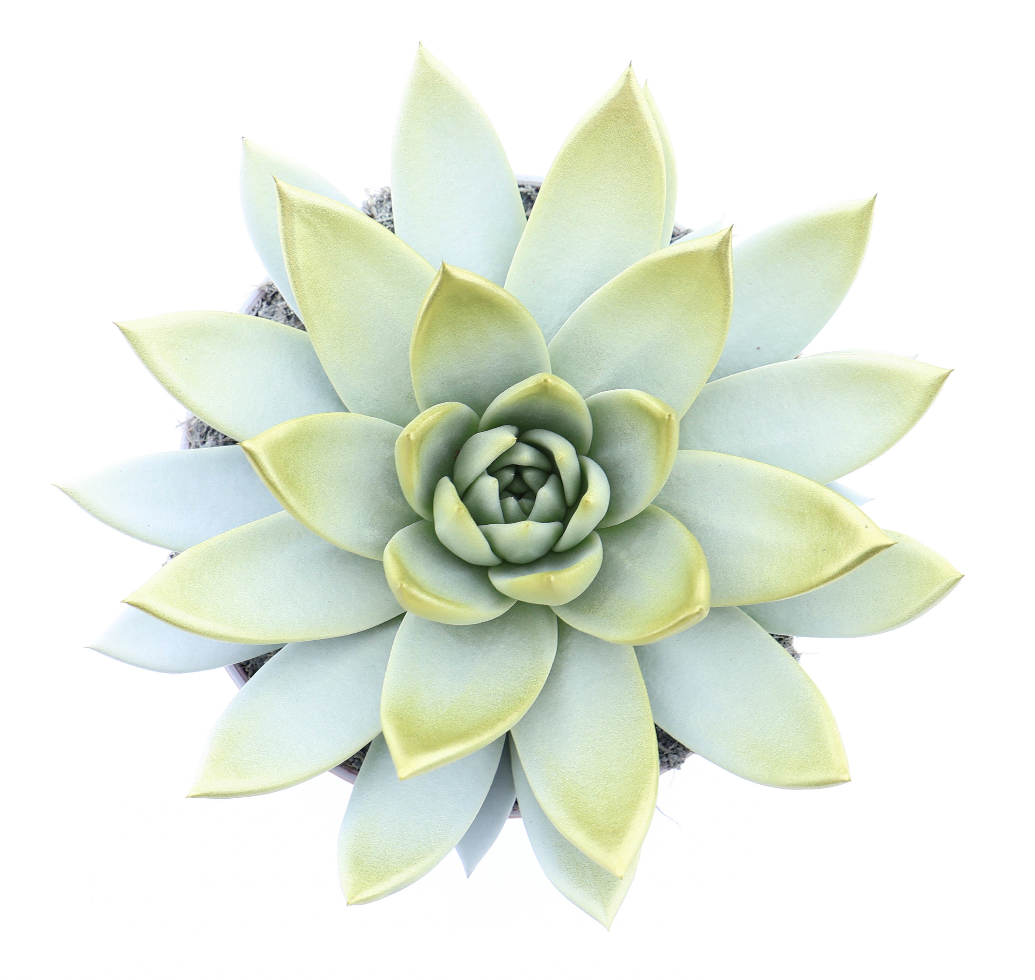 Miranda white + gold tips, D 15