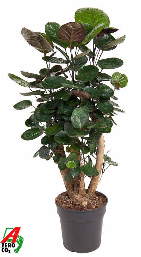 Polyscias Fabian vertakt P24, D 24