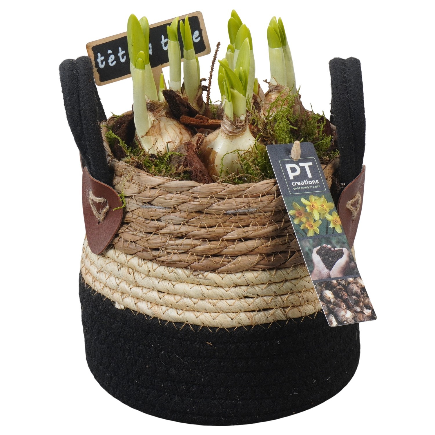 PTN8631 Arrangement Narcissus in rieten mand, D 15