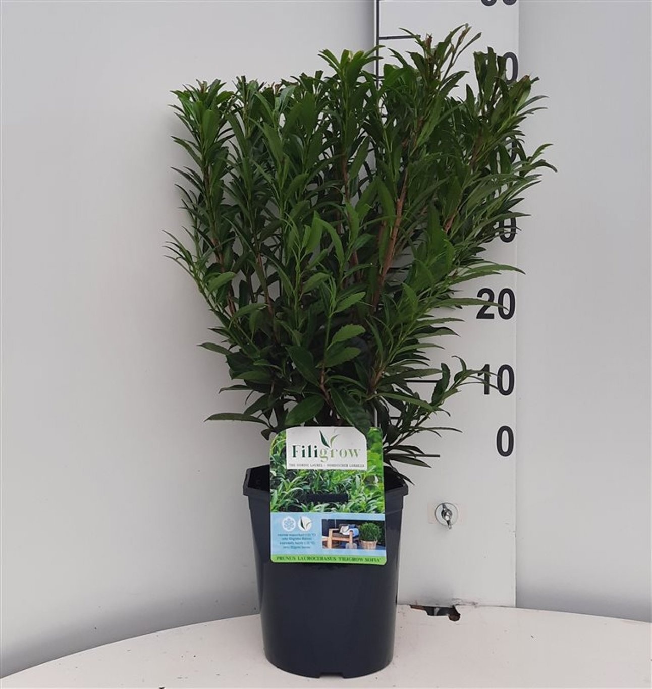 Prunus l. 'Filigrow Sofia'®, D 21