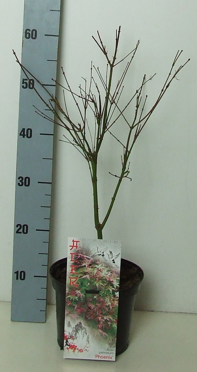 Acer palmatum 'Phoenix' P19 Full CC, D 19
